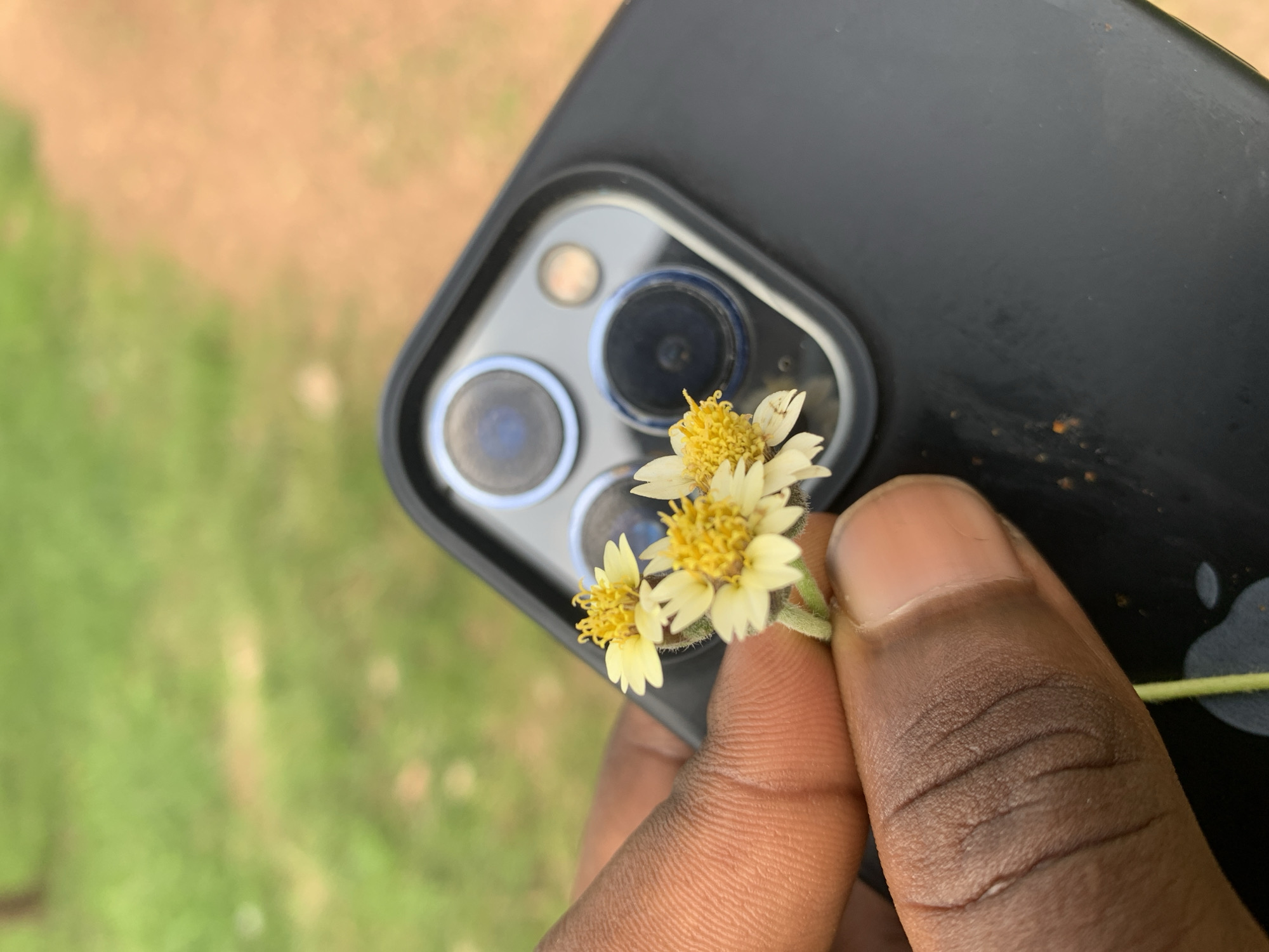 A close-up shot shows a person's hand holding three small white and yellow wildflowers against the camera module of a black smartphone. The smartphone appears to be an iPhone, based on the arrangement of its multiple lenses. The background is out of focus, with a mix of green grass and brown soil, suggesting an outdoor setting. The lighting indicates it is daytime, likely sunny, given the clear visibility of the subjects and the brightness of the scene. The person's fingers, particularly the thumb, are visible in the foreground, with distinct skin texture and lines. The flowers are delicate, with small white petals radiating from a yellow center. The overall impression is one of a simple, natural moment captured by technology, possibly in Durumi, Nigeria, as indicated by the location context. There is no visible text in the image.