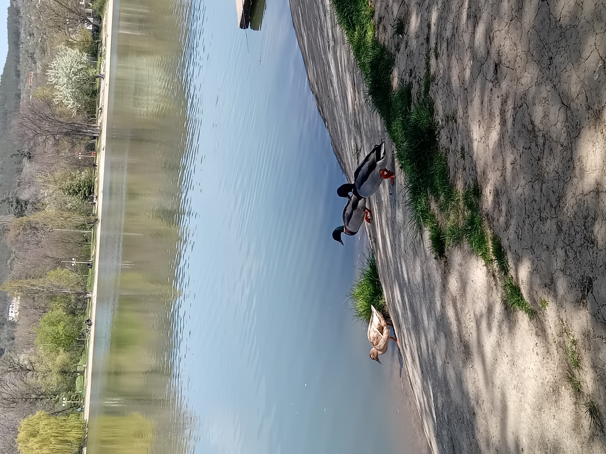 The image captures a tranquil outdoor scene featuring a body of water, likely a lake or large pond, under a bright, clear sky. The water's surface reflects the surrounding elements and shows gentle ripples.
In the foreground, a concrete bank runs alongside the water, leading to a dirt path interspersed with patches of green grass. Three ducks are the primary subjects near this bank. Two of them appear to be male mallards, characterized by their dark green heads, white neck rings, and grey bodies, with prominent orange feet. They stand on the concrete edge, with one seemingly dipping its head towards the water. The third duck, of a lighter brown plumage, possibly a female mallard, is positioned slightly further back on the dirt path, also near the water.
Across the water, the distant bank is lined with a variety of trees; some are bare-branched deciduous trees, while others are adorned with fresh green foliage, and one notable tree boasts white blossoms. A paved path or walkway is visible along this far bank, dotted with lampposts. In the background, rolling hills, covered in greenery, rise behind the trees, with hints of distant structures. A small wooden platform or dock extends into the water from the far side.
The scene is bathed in bright daylight, indicated by the shadows cast by unseen objects or trees onto the foreground's dirt path, suggesting either morning or late afternoon. The overall setting is that of a peaceful park or recreational area. No people are distinctly visible, and there is no discernible text within the image.
