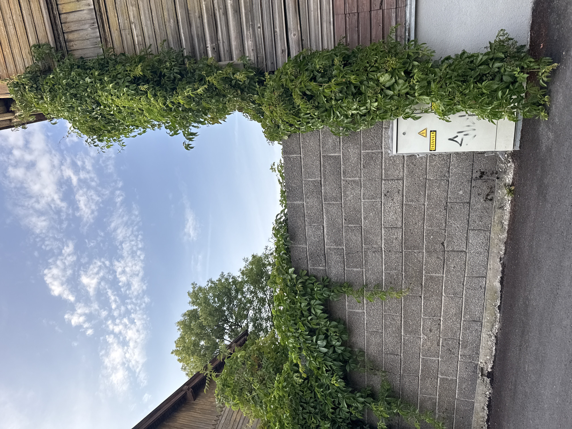 In the city of Tallinn, Estonia, an outdoor scene depicts a gray cinder block wall, partially covered by lush green vines. To the right of the wall, a white electrical cabinet is visible, adorned with a yellow warning triangle and a number. The cabinet has some graffiti on its surface. Adjacent to the cabinet, the wooden exterior of a building is present, with vines climbing up its side. Behind the wall, a large green tree is visible, and in the upper portion of the image, a blue sky with scattered white clouds can be seen. The ground in front of the wall appears to be asphalt. The scene appears to be a residential or industrial area.