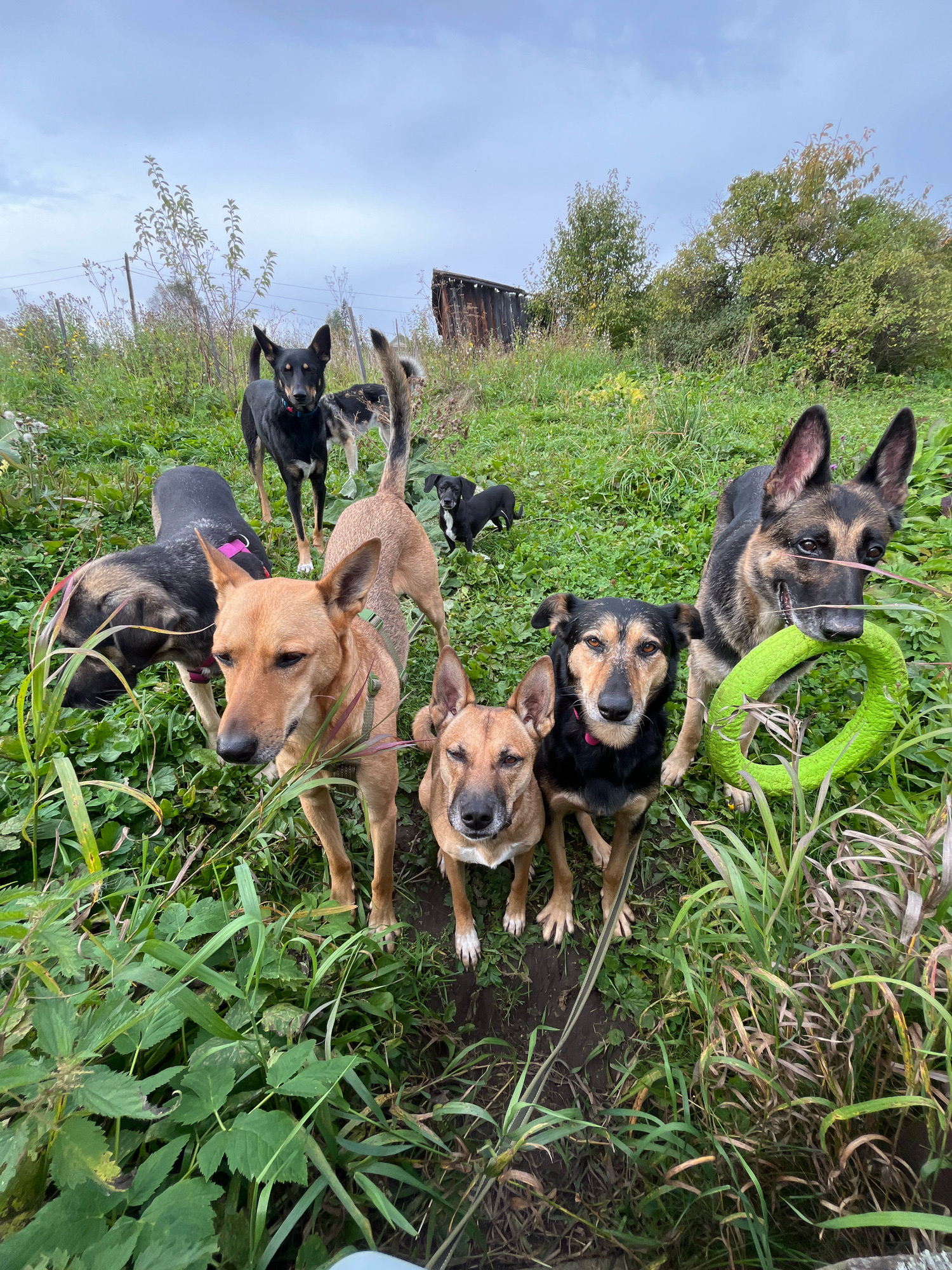 In a grassy, outdoor setting, a group of seven dogs are gathered. The dogs vary in size and breed, with some appearing to be mixed breeds and others resembling German Shepherds. One dog in the foreground, a tan-colored dog, is looking directly at the camera. To its left, another tan and black mixed-breed dog is also looking forward. Behind them, a larger German Shepherd is holding a bright green ring toy in its mouth. Several other dogs are visible in the background, including a black dog standing tall and a smaller black and white dog. The environment appears to be a rural or semi-rural area, with overgrown grass, some trees in the background, and a rustic wooden structure to the left. The sky is overcast. No people are visible in the image. This scene is likely a private property or a rural area near Nizhny Tagil, Russia, given the general landscape typical of such regions.