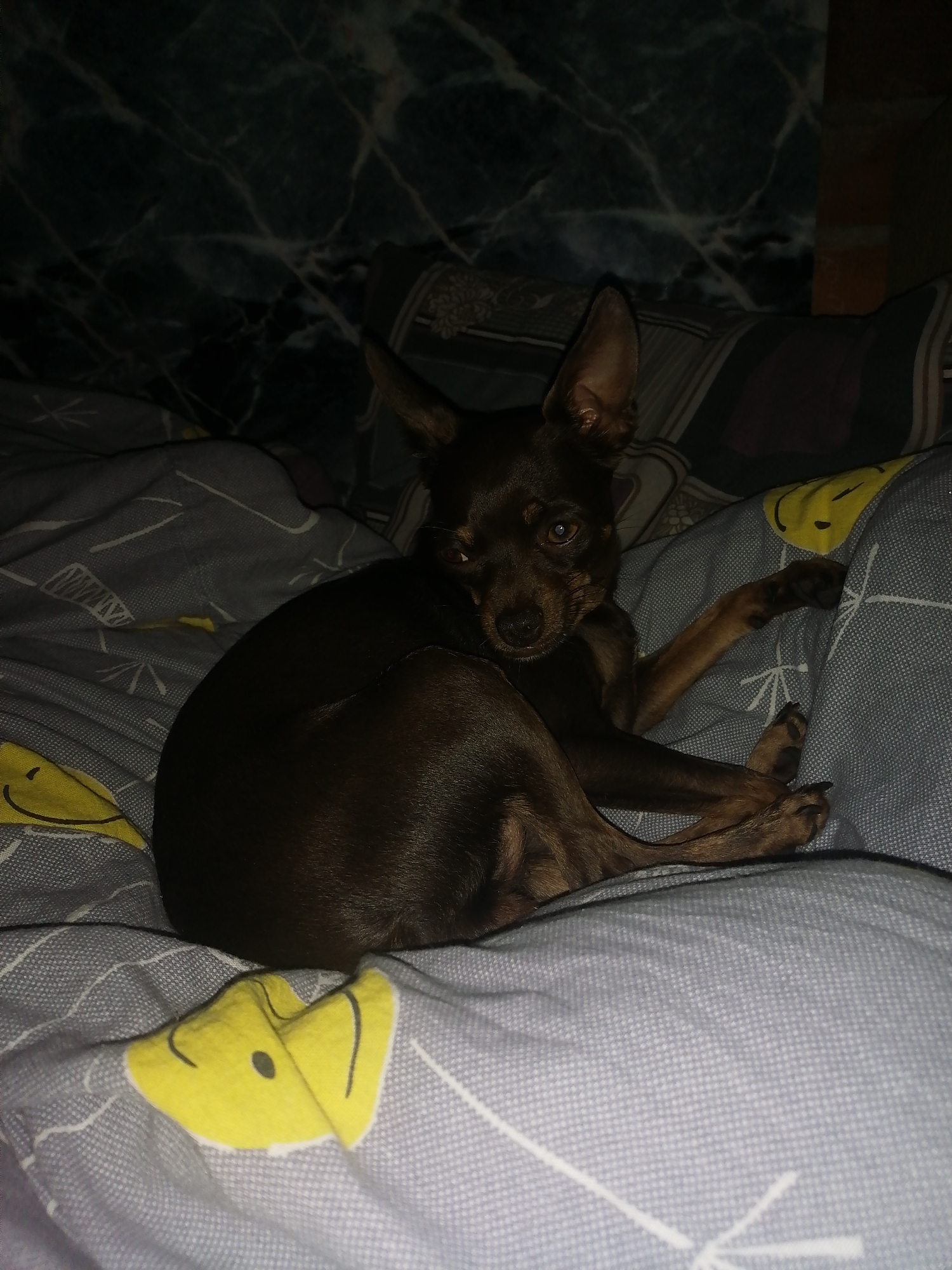 A dark brown dog is lying curled up on a bed with grey and yellow patterned bedding. The dog is looking at the camera with its head tilted. The background is dark and out of focus, showing what appears to be a marble-patterned wall and pillows. The scene is dimly lit. There is no indication of the location being in Novopokrovka, Russia.