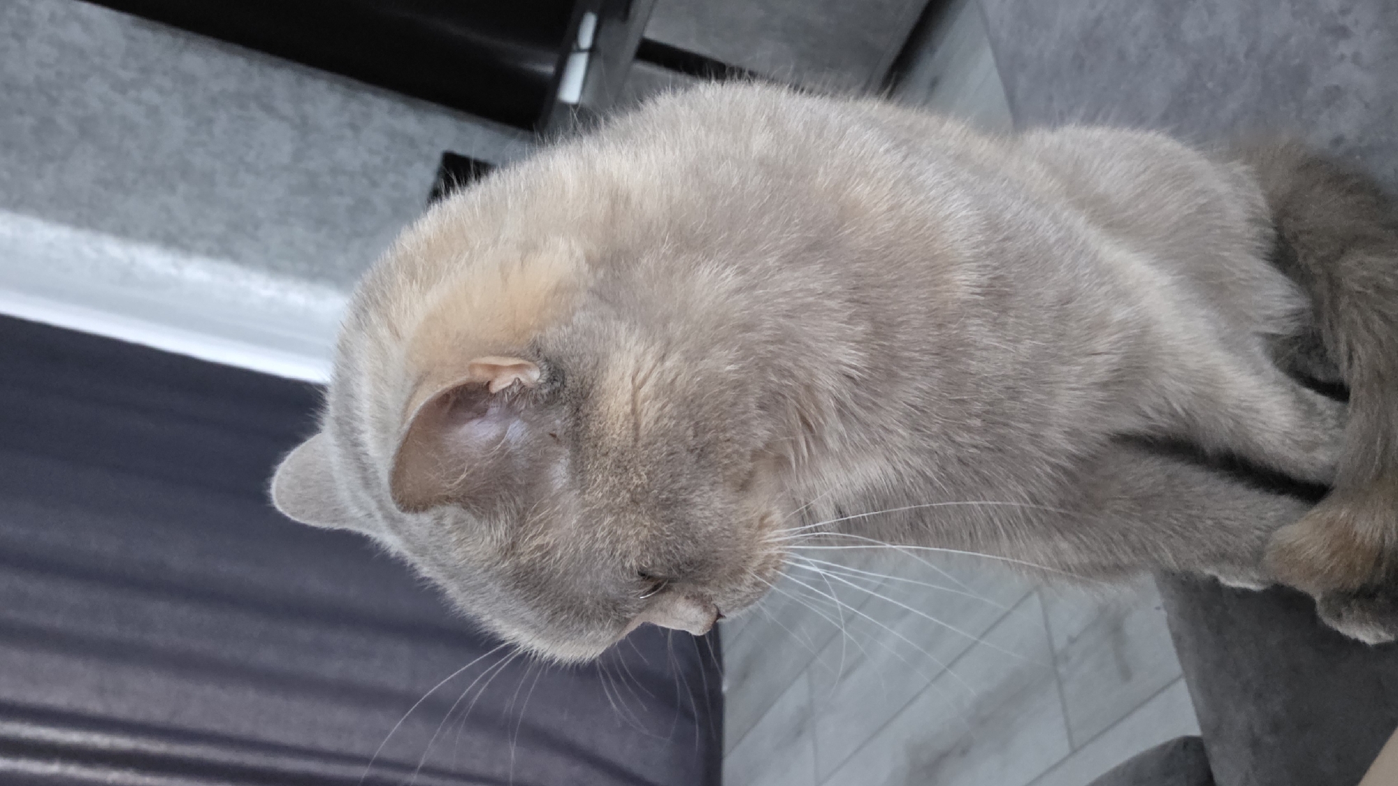 A light brown, short-haired cat is sitting on a grey couch, facing left and looking down. The cat has long white whiskers and its ears are pointed upwards. In the background, a dark grey curtain hangs on the left side of the image, and a light grey textured wall is visible on the right. The floor is light grey and appears to be tiled. The scene appears to be indoors, in a domestic setting, likely within the city of Bulgakovo, Russia.