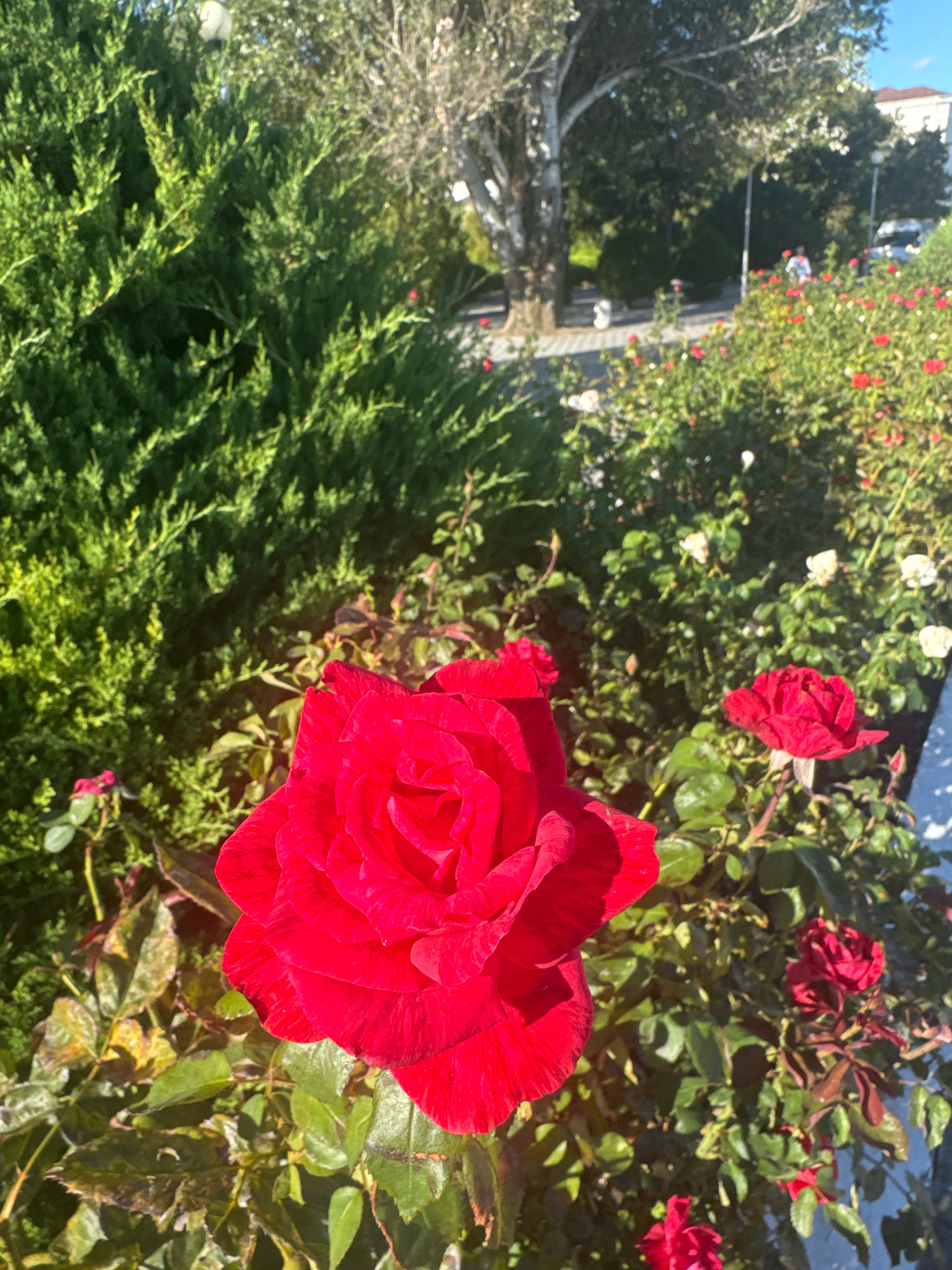 A close-up shot captures a vibrant red rose in the foreground, its petals displaying a subtle striped pattern. Behind the rose, a lush green hedge forms a dense backdrop. Further in the background, a path is visible, bordered by a flower bed with scattered red and white roses. Beyond the flower bed, a tree with a light-colored trunk stands tall. In the distance, buildings and a vehicle can be seen. The scene appears to be a park or garden in the city of Anapa, Russia, bathed in bright sunlight.