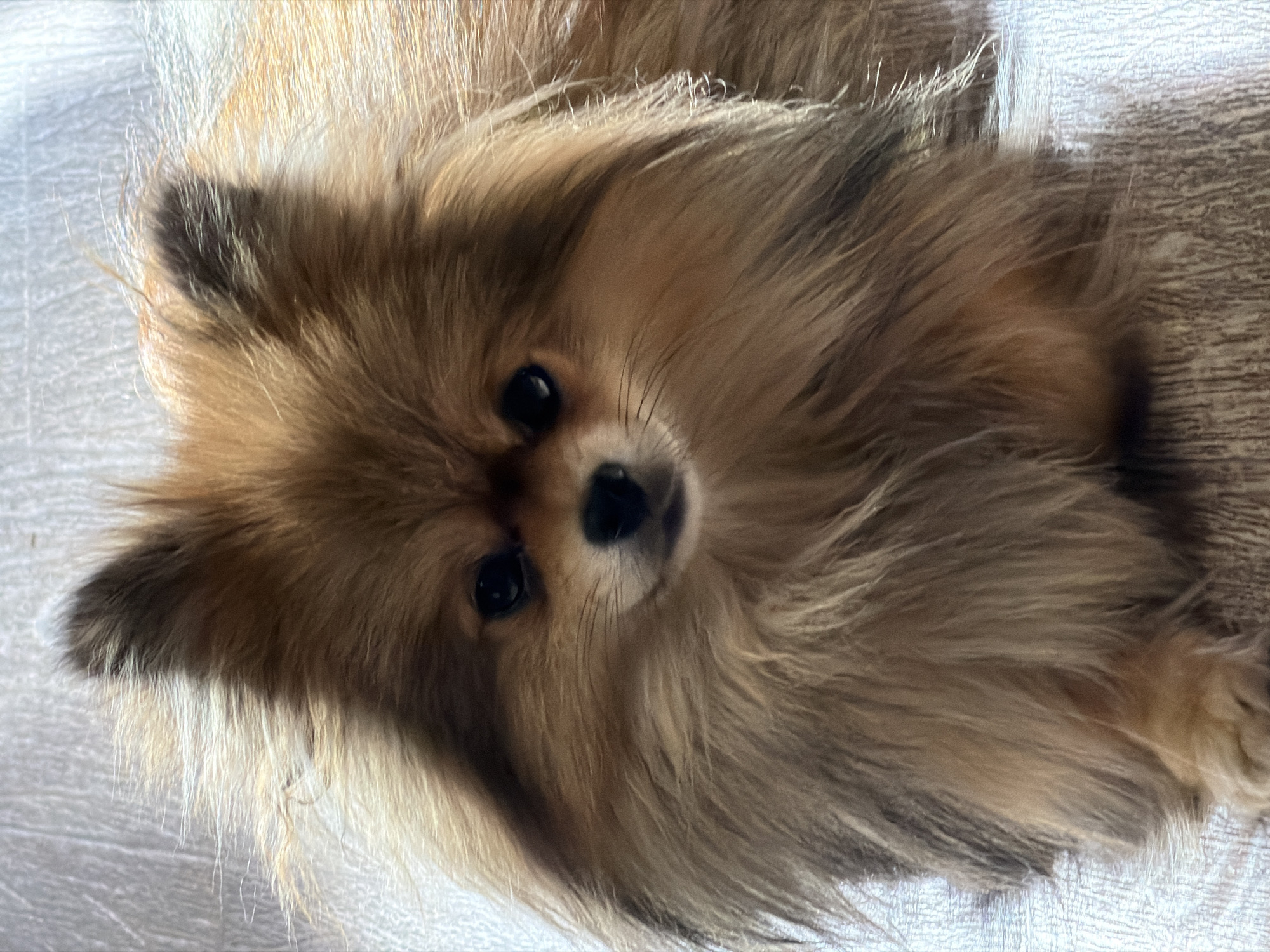 A close-up, slightly angled shot features a tan and brown Pomeranian dog lying down. The dog is indoors, possibly on a light-colored floor. The dog's face is the focal point, with visible black eyes and nose. The photograph's location is specified as Бронница, Russia.