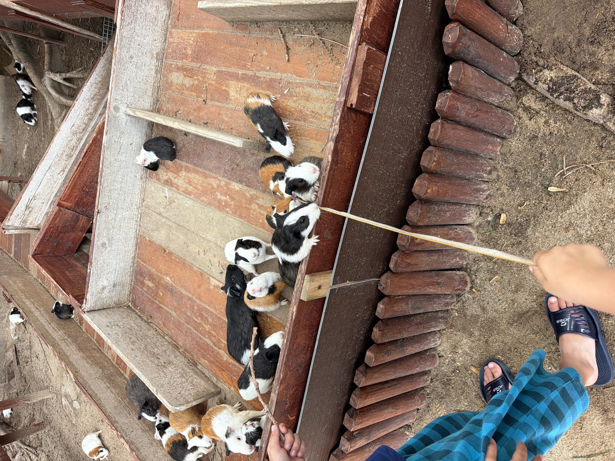 In Jiyang District, China, a group of guinea pigs are housed in a wooden enclosure. The enclosure appears to be constructed from aged, weathered wood, with some sections showing signs of wear and tear. The guinea pigs, varying in color from black and white to brown and white, are scattered throughout the enclosure. Some are clustered together, while others are more isolated. A child's hands are visible in the foreground, holding a thin stick and appearing to interact with the guinea pigs. The ground surrounding the enclosure is sandy and appears to be outdoors, with some dirt and tree roots visible. The overall scene depicts a rural or farm-like setting where the guinea pigs are kept.