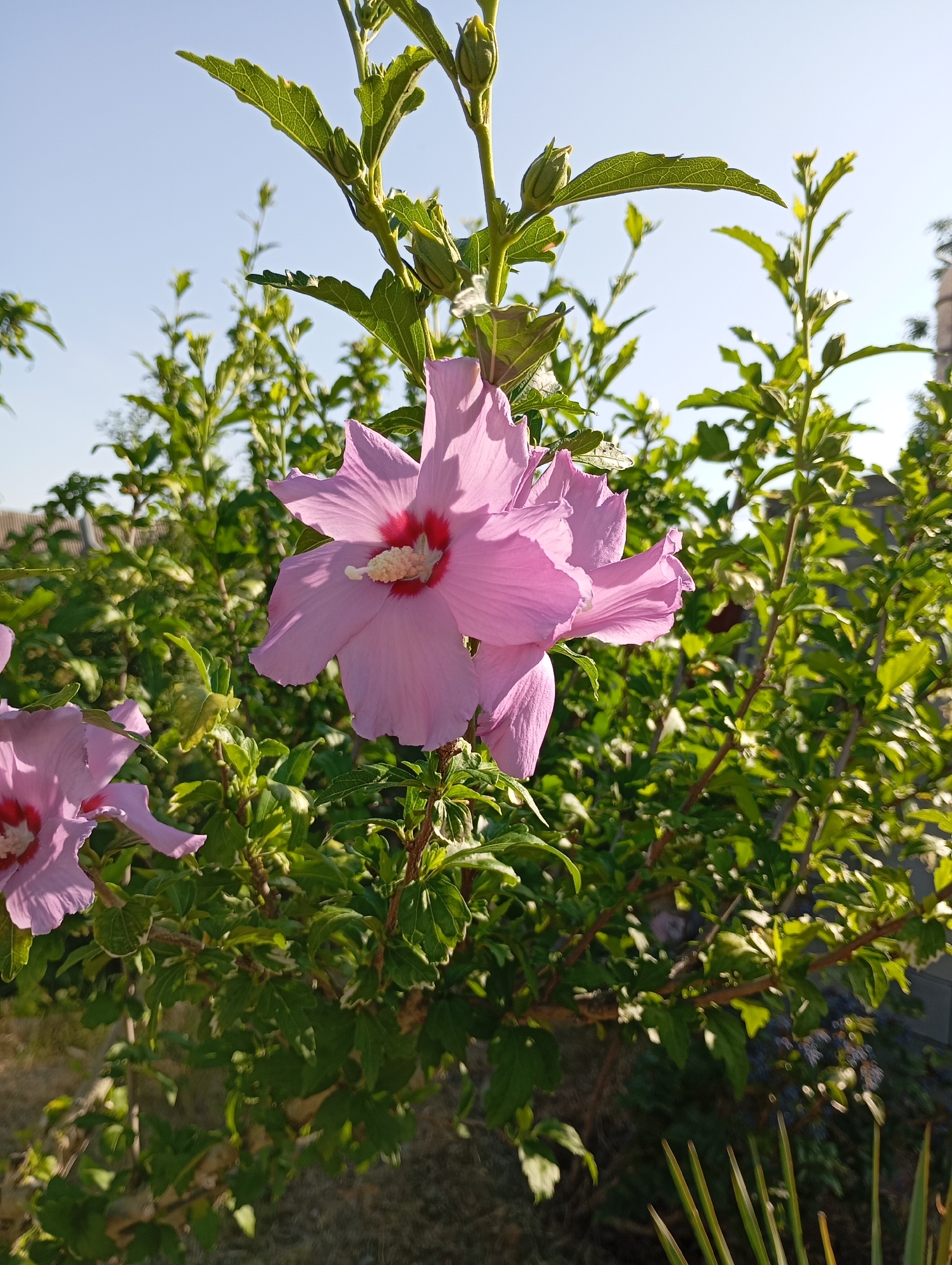 In Karagash, Moldova, a close-up shot captures a vibrant pink hibiscus flower blooming under a clear blue sky. The flower, with its delicate petals and a prominent red center, is the focal point of the image, positioned on the right side of the frame. Several green leaves and flower buds surround the blossom, suggesting it is part of a larger hibiscus plant. In the background, out-of-focus greenery and a hint of a building structure create a soft backdrop, indicating an outdoor garden or yard setting. The sunlight illuminates the flower, highlighting its intricate details and adding a sense of warmth to the scene.