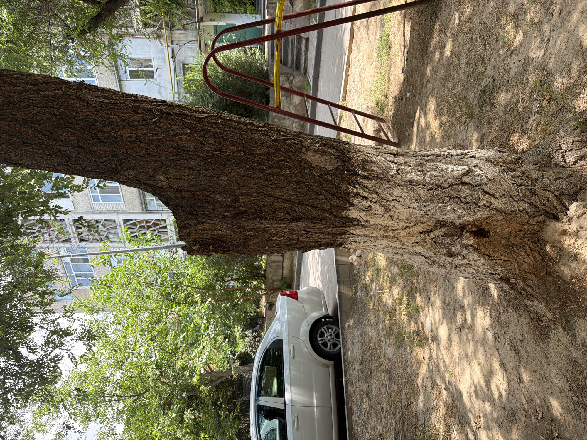 A close-up of the base of a tree with white paint on its lower trunk dominates the foreground of this urban scene in Shymkent, Kazakhstan. The tree has rough, textured bark and is set against a backdrop of a multi-story apartment building with numerous windows and some decorative concrete elements. To the left of the tree, a white sedan is parked, partially visible. In the mid-ground, a red metal playground ladder with a yellow bar is situated, and beyond that, a set of concrete stairs leads up to the building. The ground is a mixture of dry soil, sparse grass, and scattered leaves, with dappled sunlight filtering through the trees overhead, casting shadows. The environment suggests a residential courtyard area.