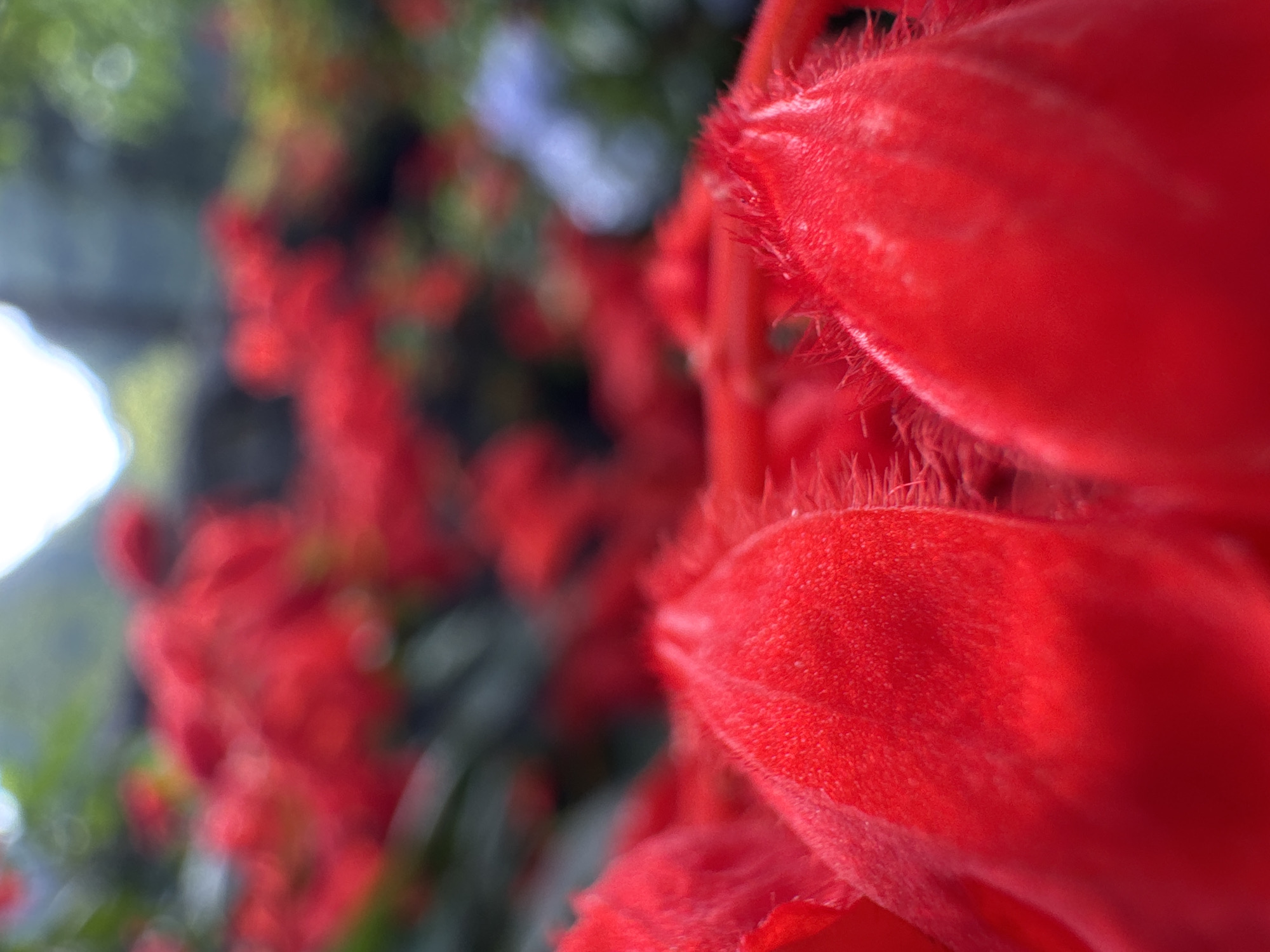 The image is a close-up of red salvia flowers, likely in the Sà Phìn Commune, Vietnam, given the prompt. The foreground features several tightly packed, velvety red petals in sharp focus. These petals have a slightly fuzzy texture and are brightly illuminated. Behind this foreground, there's a blurred background of more red flowers and some green foliage. Some muted blue and white elements are also visible in the background. The overall scene conveys a sense of vibrant color and texture.