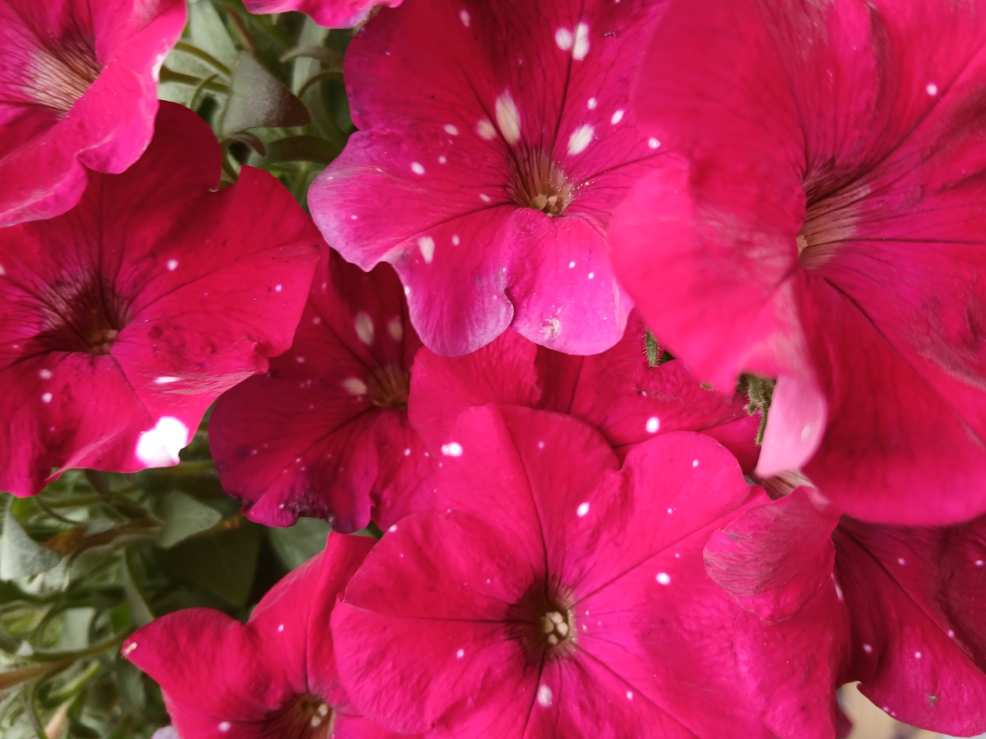 A close-up, vertical shot showcases a cluster of vibrant pink petunia flowers with white speckles. The blooms are in various stages of opening, with some petals fully unfurled and others still curled. The background consists of blurred green foliage and stems, suggesting an outdoor setting. No people are present, and no specific location in Kholosne, Ukraine can be determined from the image.