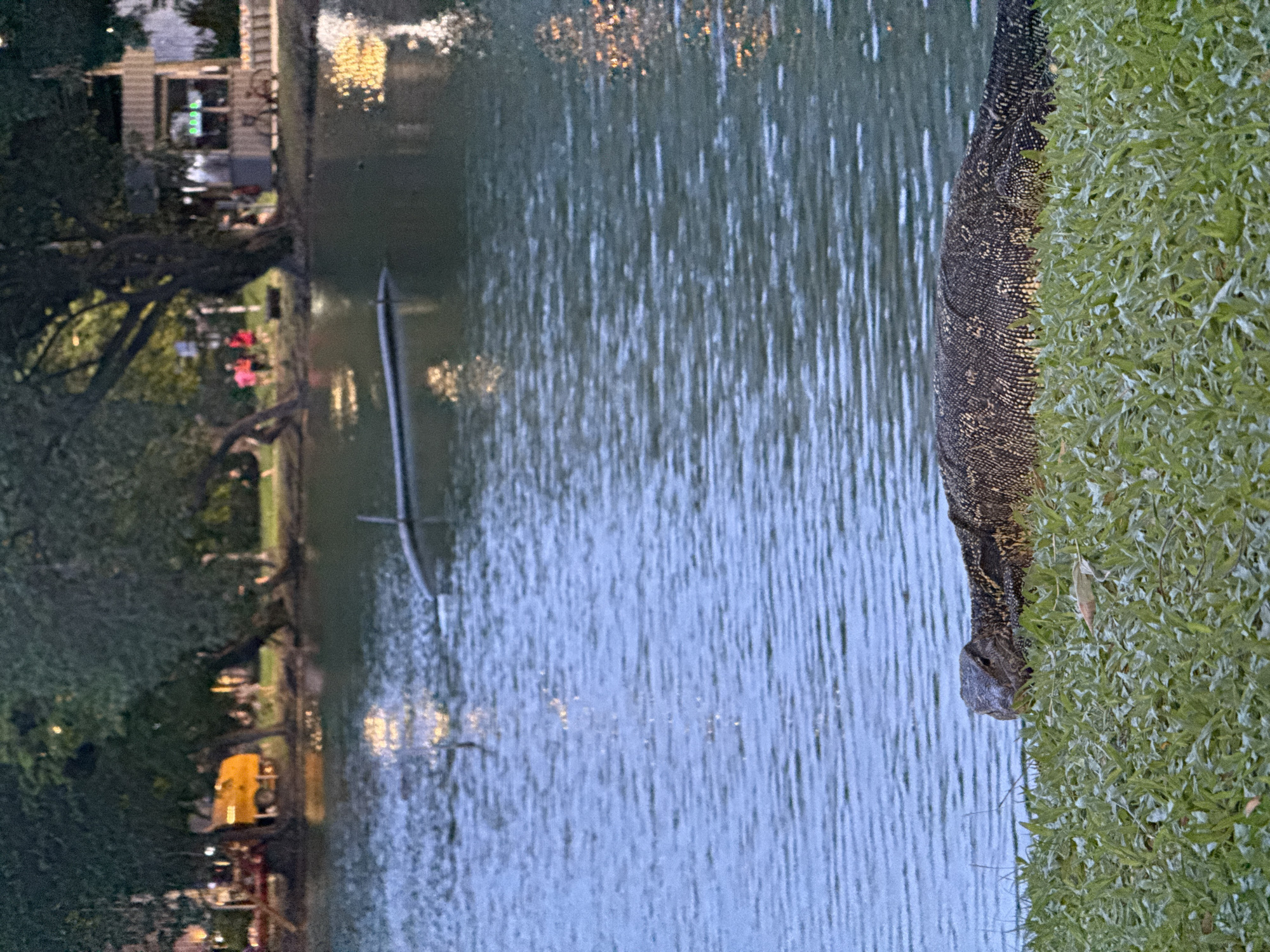 The image shows a monitor lizard on a grassy bank beside a body of water. Across the water, lights from buildings, including a restaurant with outdoor seating, are visible. A metal structure, perhaps a utility pole, stands in the water. The location is likely Lumphini Park in Bangkok, Thailand, given the presence of monitor lizards and the overall environment. The image is rotated 90 degrees counterclockwise.