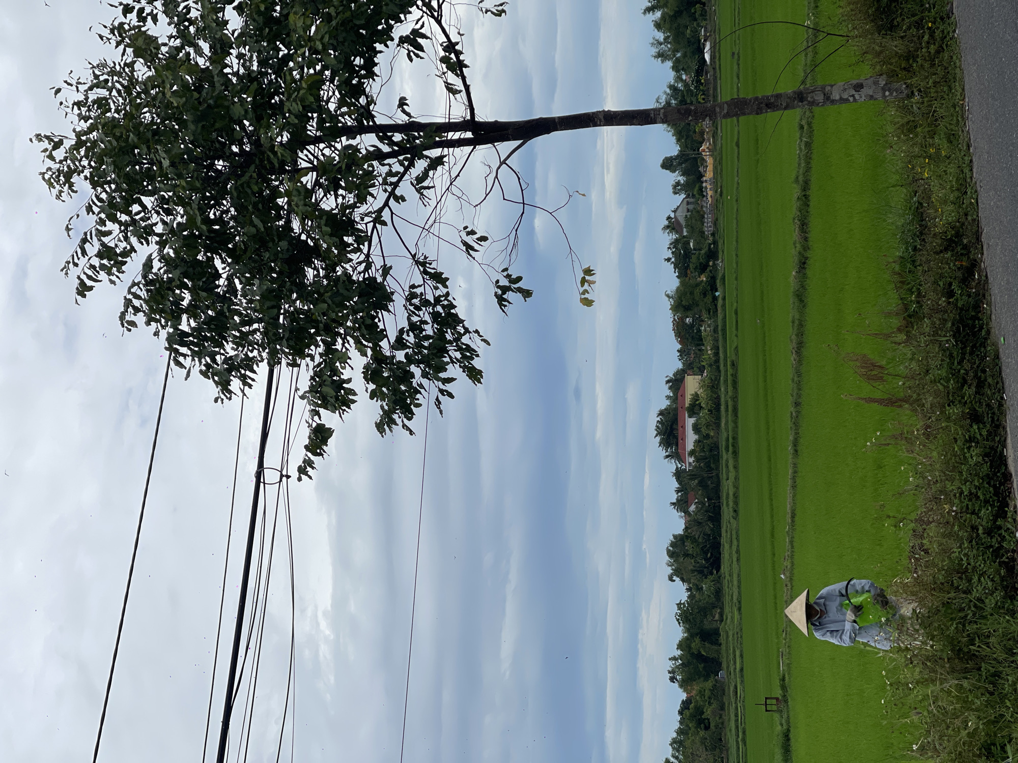 An overcast day in Hoi An, Vietnam, with a person in a conical hat working in a vibrant green rice field. The individual is dressed in a light blue long-sleeved shirt and pants, carrying a green watering can or bucket. The rice field stretches out to the horizon, interspersed with patches of vegetation and distant trees, hinting at rural outskirts of the city. A tall tree with dark green foliage stands prominently in the foreground, its branches extending towards a tangle of electrical wires overhead. The background reveals a scattering of houses with red roofs and lush greenery, characteristic of the Vietnamese countryside. The sky is filled with clouds, suggesting a moderate climate.
