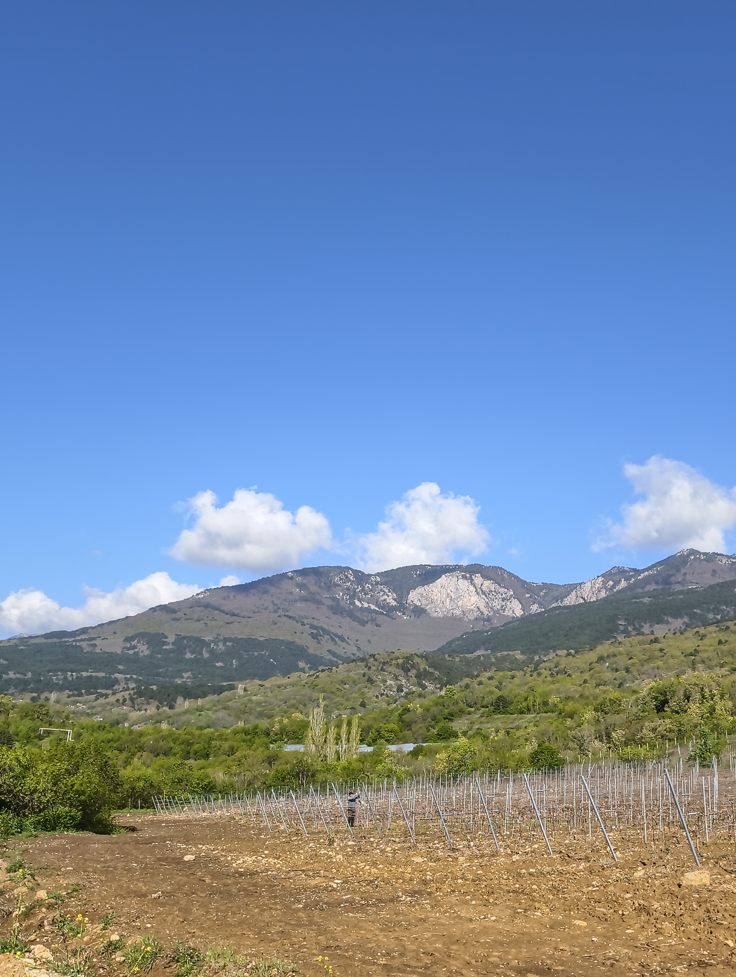 A vertical, eye-level shot shows a vineyard under construction in Pushkino, Ukraine, against a mountain backdrop. The foreground is dominated by brown soil, sparsely populated with small rocks and weeds, and rows of silver metal stakes aligned in the nascent vineyard. In the middle ground, lush green vegetation consisting of trees and shrubs transitions into the base of the mountains. In the background, a mountain range features both verdant, tree-covered slopes and exposed rocky terrain. The sky above is a clear blue, dotted with a few scattered white clouds. A person can be seen working among the stakes, indicating activity in the vineyard's development. The overall scene conveys a sense of agricultural activity set in a natural landscape.