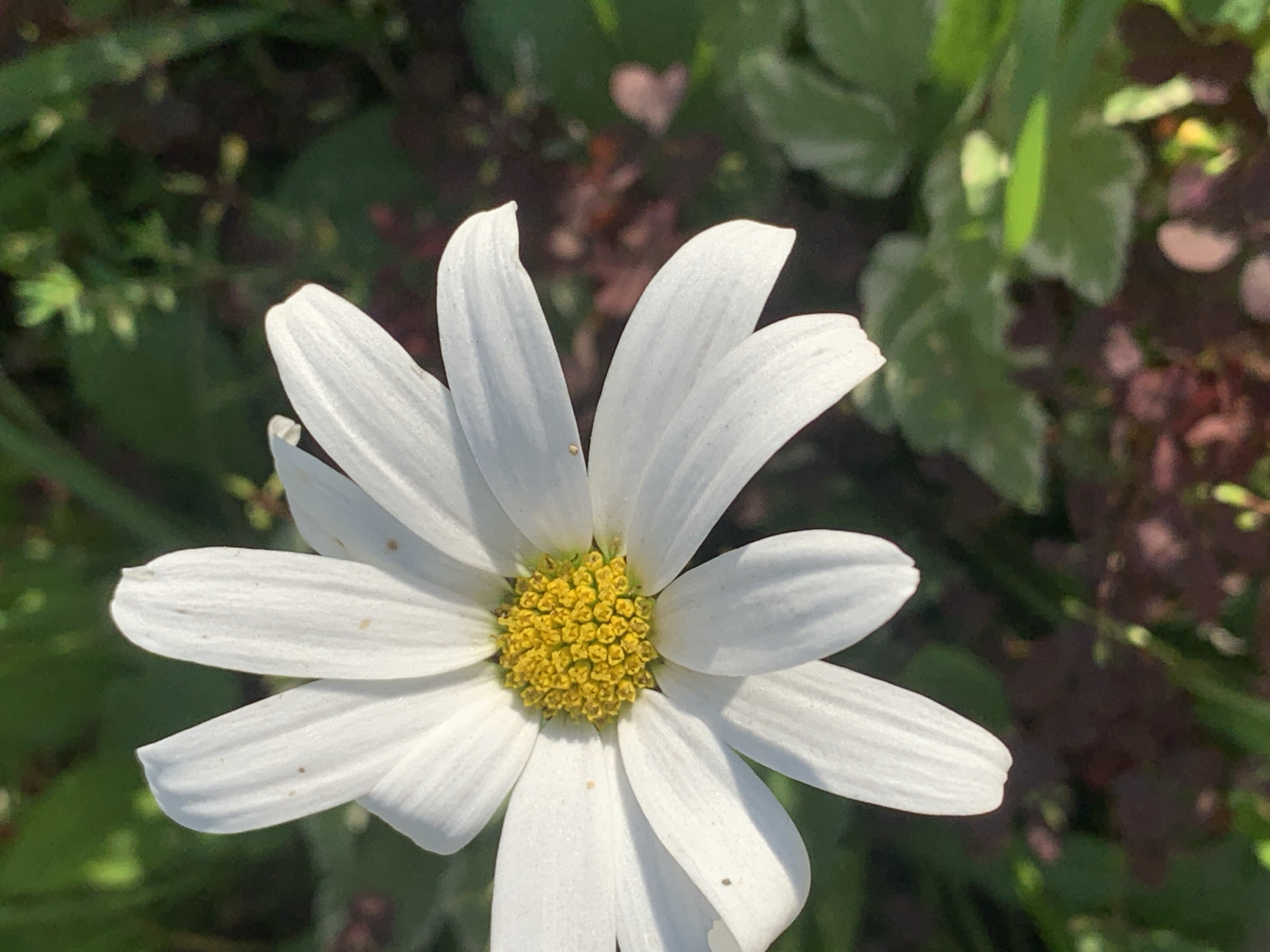 A close-up, eye-level shot focuses on the center of a white daisy with a bright yellow center. The daisy's petals are a crisp white, with slight brown speckles on some, and the vibrant yellow stamens form a circular cluster. The background is a blurred mix of deep green foliage and dark red-brown organic matter, suggesting a garden or natural outdoor setting. The lighting indicates it is daytime, possibly late afternoon, given the shadows. There is no visible indication of the city of Prokopyevsk, Russia, or any people or specific actions.