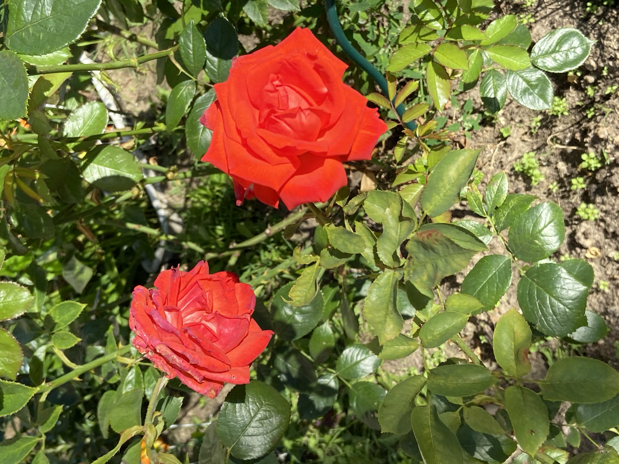 In Balashikha, Russia, two vibrant red roses are in bloom, surrounded by lush green foliage under clear daylight conditions. The rose on the left is partially unfurled, revealing layered petals, while the rose on the right is fully open, showcasing its intricate petal structure. The leaves are a mix of healthy and slightly aged, with some showing yellowing. The ground beneath the plants is visible, appearing to be a mixture of soil and small green sprouts. The scene is natural and serene, suggesting a garden or outdoor setting.