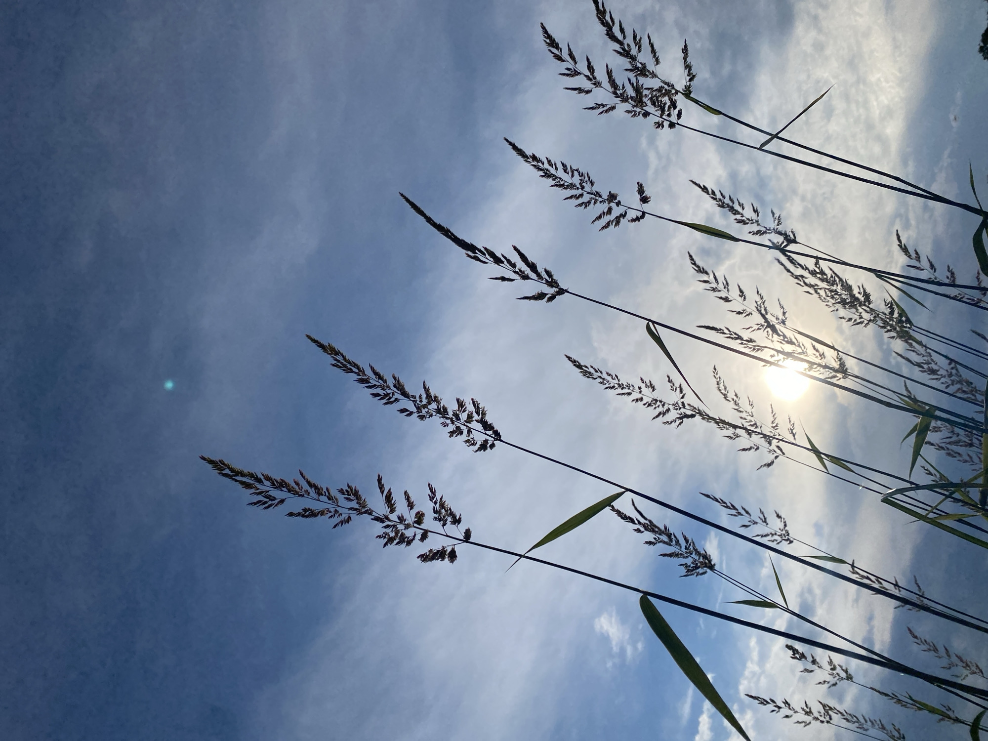 The image provides an upward-looking perspective through tall, silhouetted grass or reeds against a dynamic sky. Slender stalks with delicate, feathery seed heads dominate the foreground and sides, appearing dark against the bright background. The sun is prominently visible in the upper right portion of the frame, a brilliant white orb partially obscured by thin clouds and the overhanging vegetation, creating a strong backlighting effect.
The sky displays varying shades of blue, from a deeper tone on the left to a lighter hue towards the sun, interspersed with wispy, scattered white clouds that diffuse the light. A distinct, small teal-colored lens flare is present in the upper-left quadrant of the blue sky, opposite the sun. The intense sunlight suggests a clear day, likely either early morning or late afternoon, given the sun's position and the dramatic backlighting. The scene conveys a sense of natural tranquility and immersion in a natural environment, such as a field or meadow. There are no people, man-made objects, or visible text in the photograph.