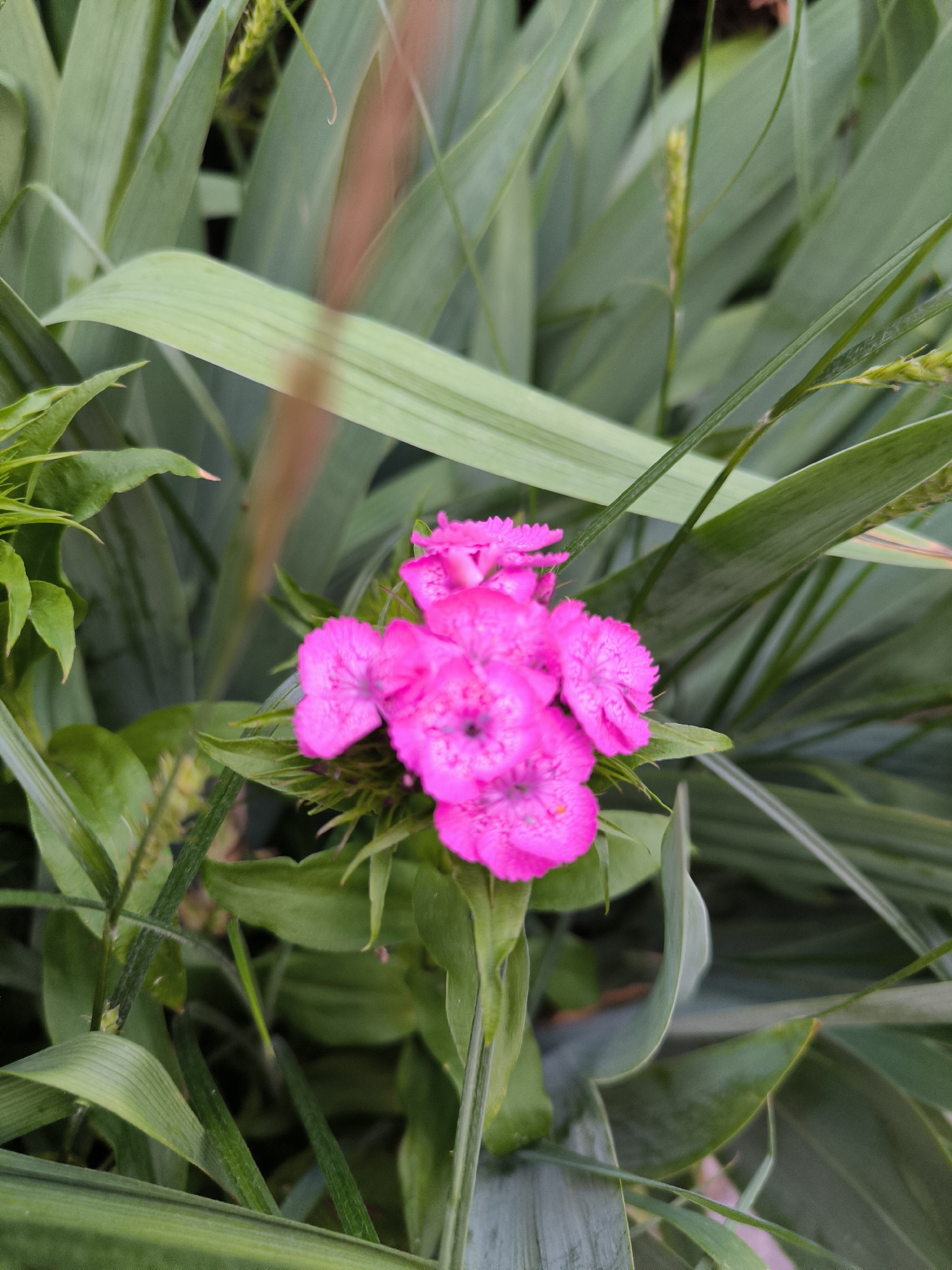 In Laskino, Russia, the scene depicts a tightly clustered inflorescence of vibrant fuchsia-pink flowers, positioned centrally within a dense arrangement of green foliage. Approximately six individual blossoms are visible, each with small, fringed petals. The flowers are in sharp focus. Surrounding the flower cluster is a mixture of diverse green plant life. Long, strap-like leaves of varying widths, characteristic of grass or similar monocot plants, dominate the background, appearing slightly out of focus. Some of these background leaves exhibit subtle light reflections. Slender green stalks, possibly featuring immature seed heads or small flower spikes, are also present, particularly visible in the upper and mid-right sections. Denser, broader green leaves, likely belonging to the flowering plant or adjacent vegetation, frame the lower and left portions of the image. A faint, blurred reddish-brown vertical streak is discernible in the upper-central background, possibly an environmental element or lens artifact. No human presence or artificial structures are discernible.