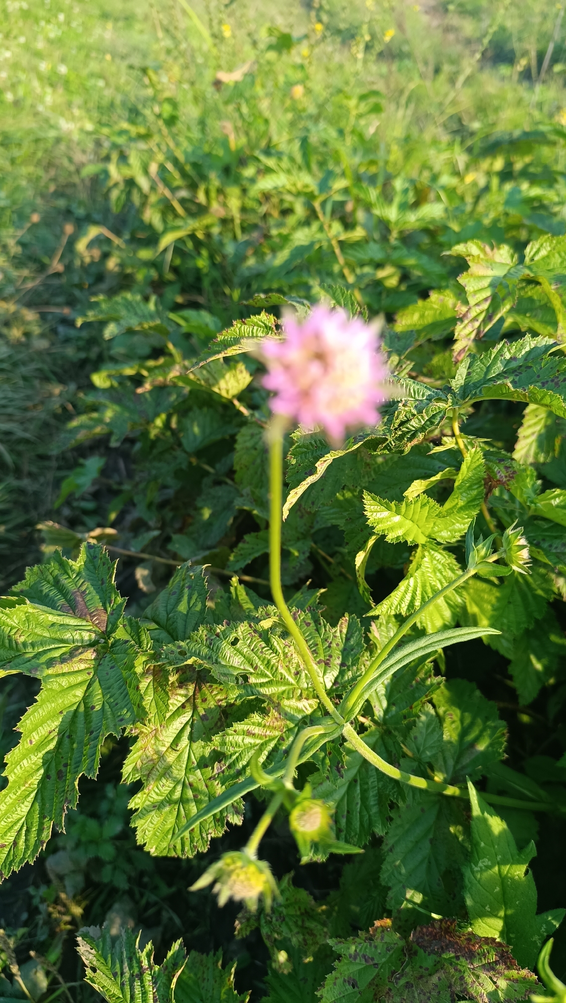 The image shows a close-up of a fuzzy pink flower with a thin green stem, blurred in the foreground. It is surrounded by lush green foliage, with some leaves showing signs of brown spotting. The background is also green and blurry, suggesting an outdoor natural environment. The lighting indicates it is daytime, possibly late afternoon or early morning due to the warm tones. There are no people or discernible structures visible. The image does not provide any specific information that would allow for pinpointing a location within the city of Karsha, Russia.