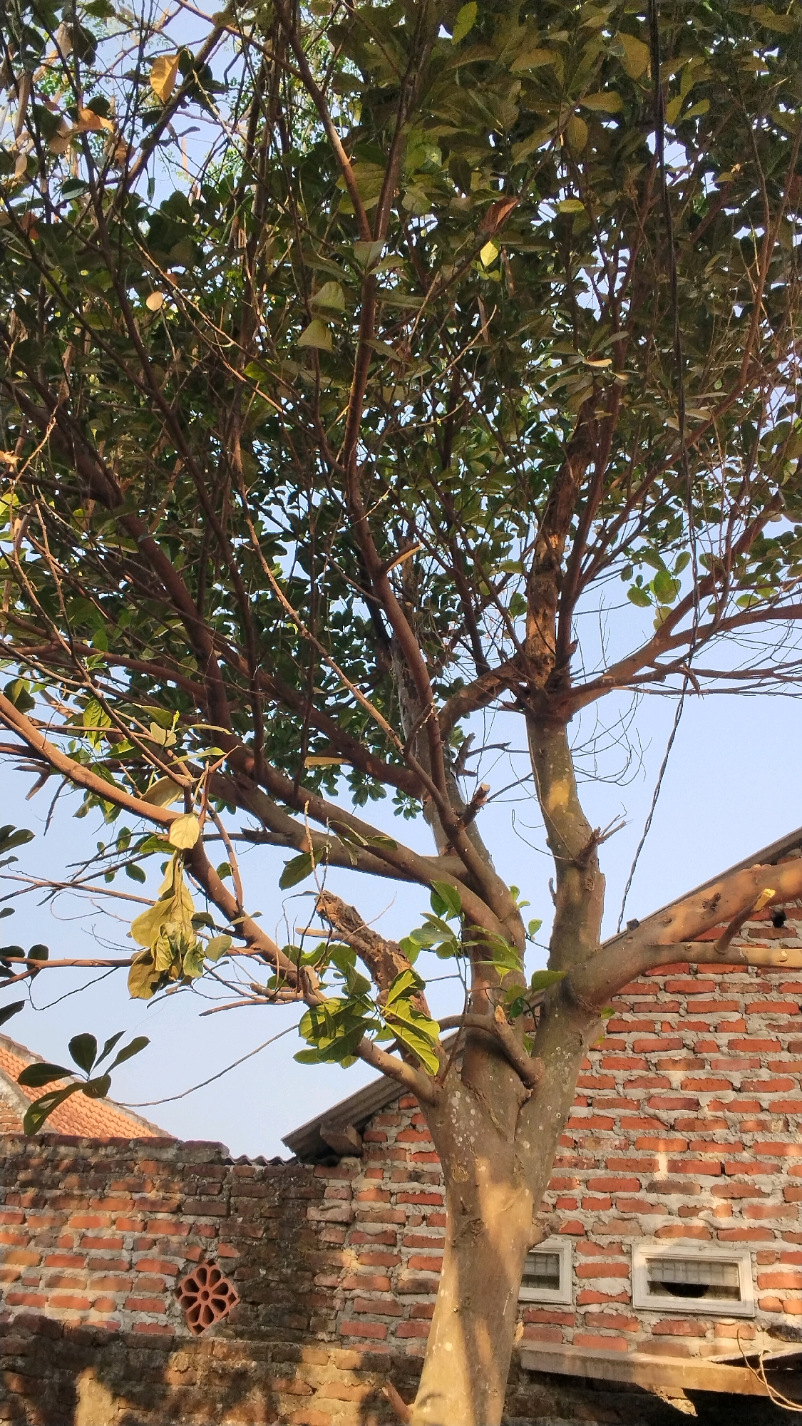 This is a vertical, eye-level shot of a tree in front of a brick wall. The tree is dominant in the foreground, with its branches and green leaves filling most of the frame. The trunk is thick and textured, with several large branches extending upwards and outwards. The leaves are a vibrant green, some with yellow tinges.
Behind the tree, a brick wall is visible. The bricks are reddish-brown and appear weathered. There are two small rectangular windows with white frames in the wall. A section of a tiled roof is visible on the left side of the image. The sky is clear and blue, suggesting a daytime scene.
The image appears to be taken in a residential area. The style of the brickwork and the presence of the tiled roof are consistent with architecture found in many parts of Indonesia, including Penompo. There are no people or animals visible in the image. The lighting suggests late afternoon sun, casting shadows on the lower part of the wall.