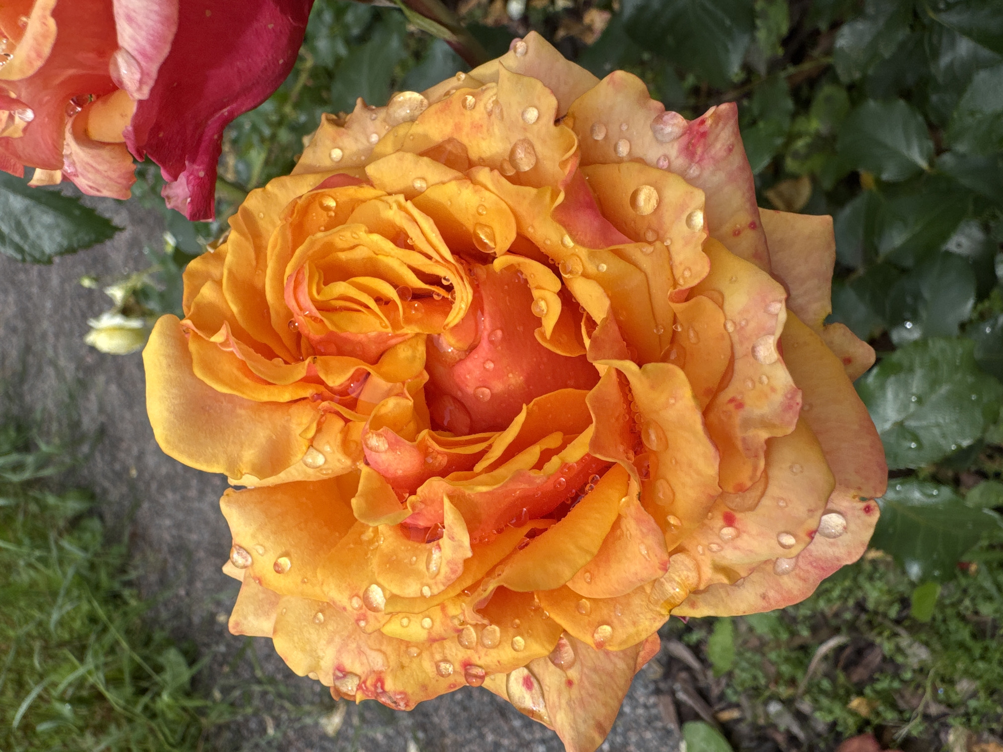 The image is a close-up, high-angle shot of a vibrant orange rose, glistening with numerous water droplets, set against a blurred background of green foliage and greyish ground cover. The rose, positioned centrally and occupying the majority of the frame, displays intricate petal formations in varying shades of orange and yellow, with subtle hints of pink or red on the edges of some petals. The water droplets are spherical and transparent, reflecting the light and magnifying the texture of the rose petals. To the upper right, a portion of a red rose, also with water droplets, is visible, creating a contrast in color and a sense of depth. The surrounding environment appears to be a garden or outdoor setting, with elements of grass, dirt, and possibly a pathway. No people or actions are depicted, and the scene is static. The image provides a detailed, macro view of the rose, emphasizing its natural beauty after a rainfall. The location in Steklyannyi, Russia is not visually evident from the image itself.