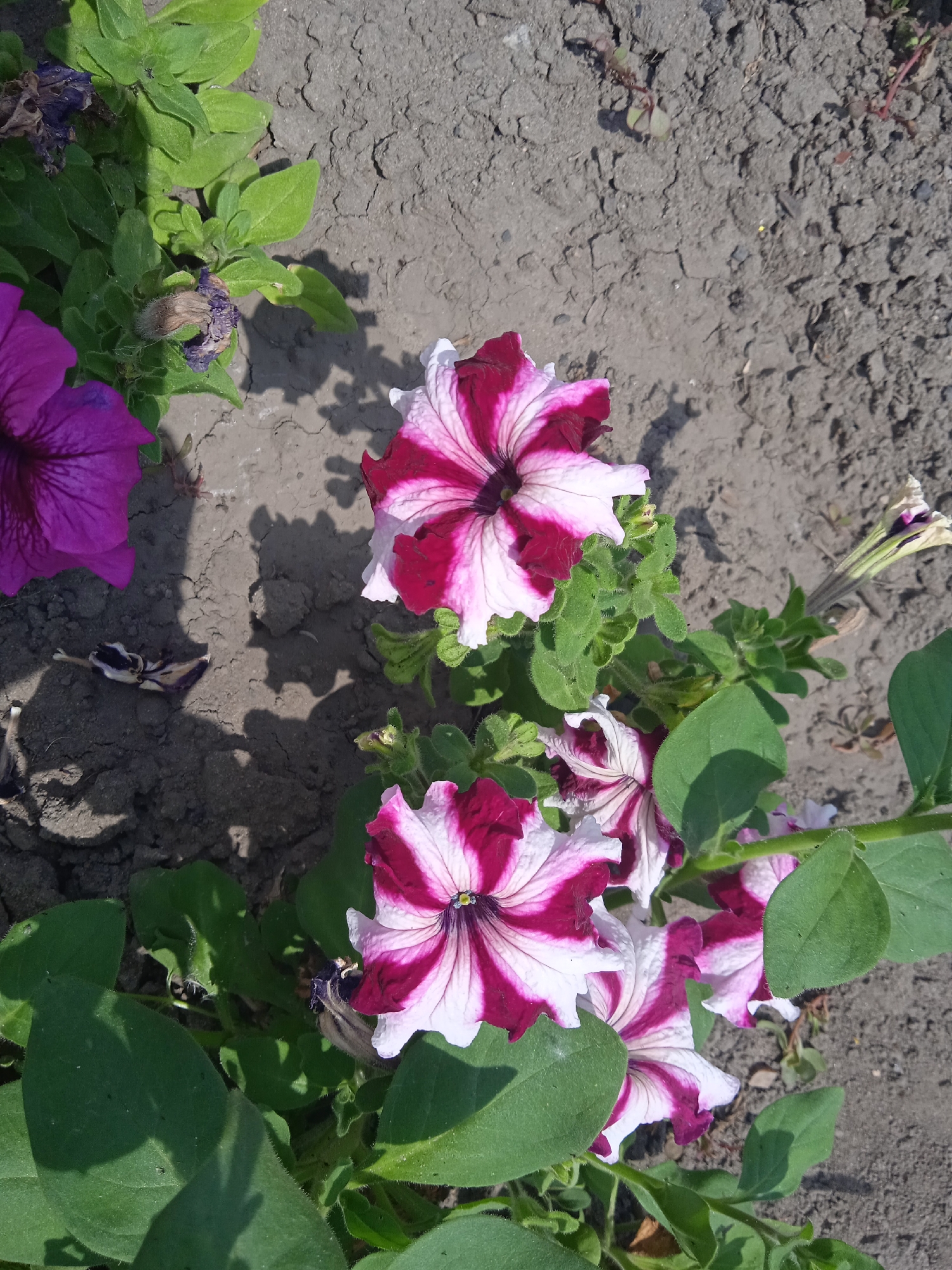 This is an overhead, close-up, eye-level shot of several blooming petunia flowers and green foliage against a dry, cracked gray dirt ground. A large, vibrant magenta petunia is visible in the upper left quadrant, with its petals facing left. In the center and right side of the frame, several petunias with alternating white and deep magenta stripes bloom, with their centers facing upwards. Green leaves and stems are interspersed among the flowers. The ground is dry and exhibits numerous cracks, suggesting a lack of moisture. The lighting indicates it is daytime, with distinct shadows cast by the foliage and flowers. The scene appears to be in a garden or outdoor planting area.