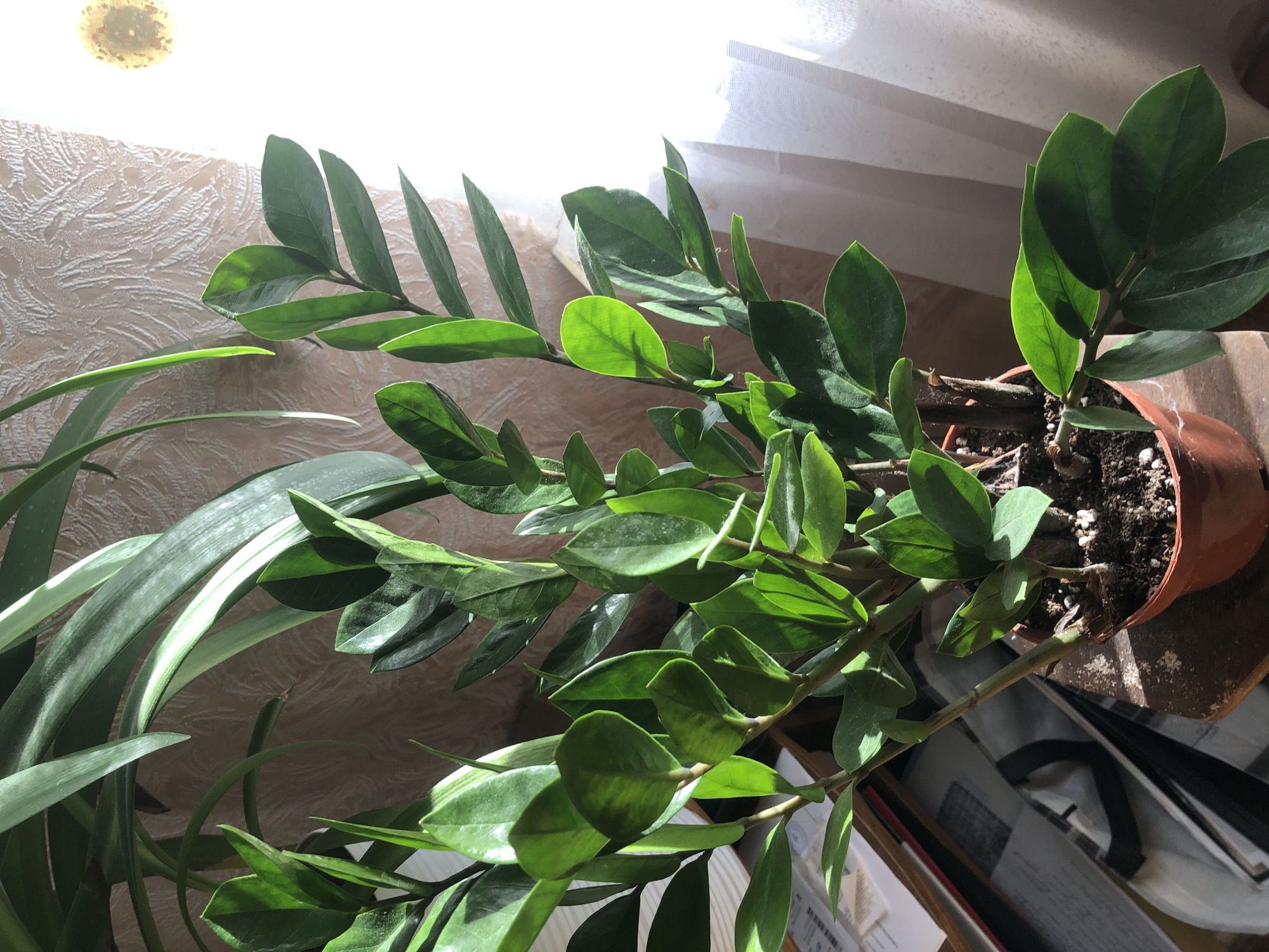 The image shows a close-up of a healthy Zamioculcas zamiifolia (ZZ plant) in a brown plastic pot. The plant has dark green, glossy leaves arranged alternately on upright stems. The pot is sitting on a wooden surface, possibly a table or shelf. In the background, a textured wallpaper can be seen, along with a sheer white curtain that is letting in bright light from a window. There are also some papers and other objects partially visible on a surface to the left of the plant. The lighting suggests it is daytime, with sunlight streaming in. The scene is indoors, and while the specific location in Radomyshl, Ukraine, cannot be determined from the image alone, it depicts a typical indoor setting with a houseplant. There are no people or animals present in the image.