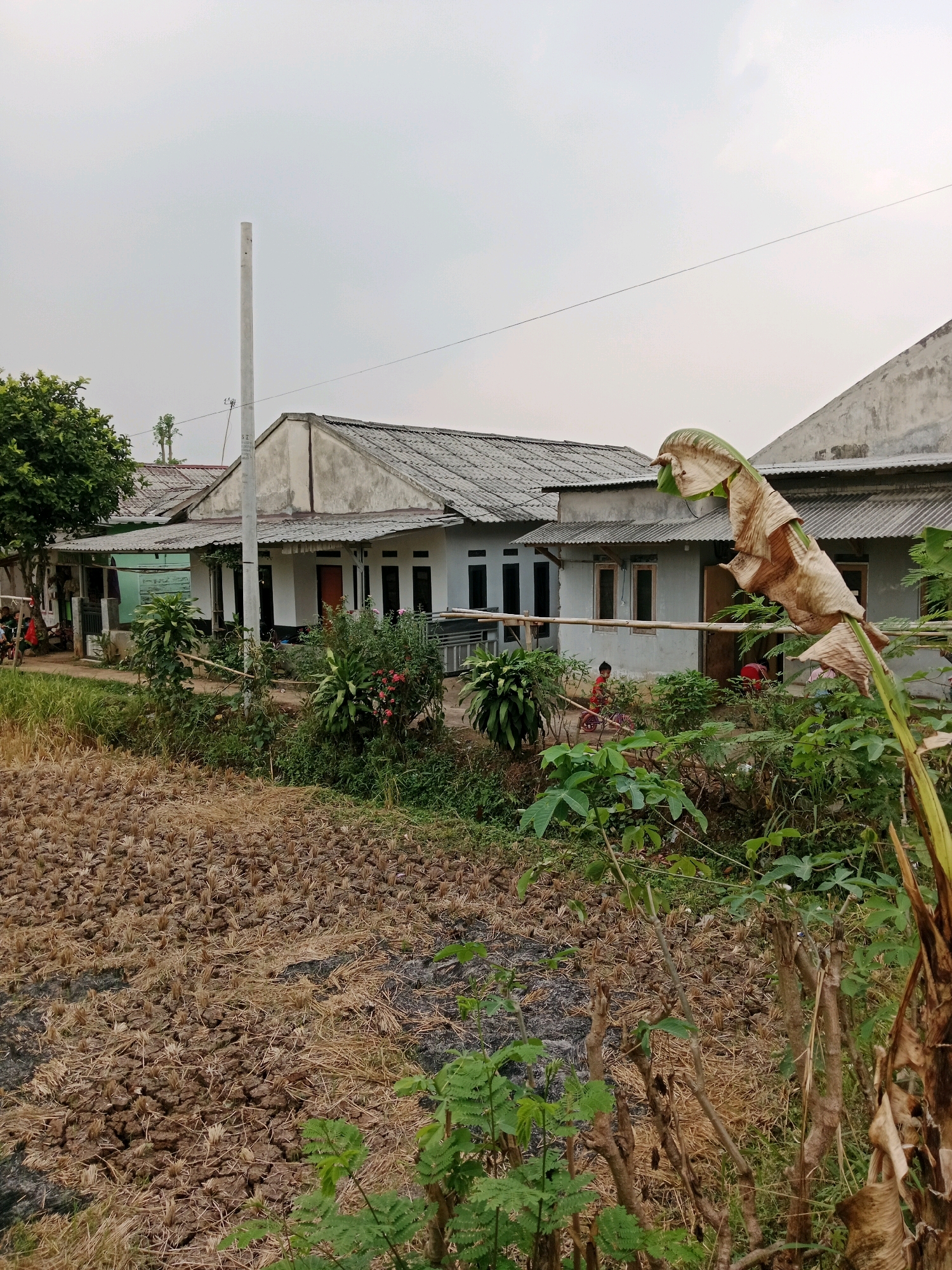 A scene in Cianjur, Indonesia, features a row of houses with gray corrugated roofs and light-colored walls. A tall, slender utility pole stands prominently in the foreground. In front of the houses, lush green vegetation and some flowering plants create a vibrant border. To the left, a large tree with dark green leaves extends into the frame. A dry, harvested rice field, characterized by cracked earth and straw stubble, occupies the lower portion of the image. The sky is overcast with a pale gray hue. A large, dried banana leaf is positioned in the right foreground, partially obscuring the view of the houses and vegetation. A child is visible in the distance, near a bicycle, and another person is partially visible in a doorway.