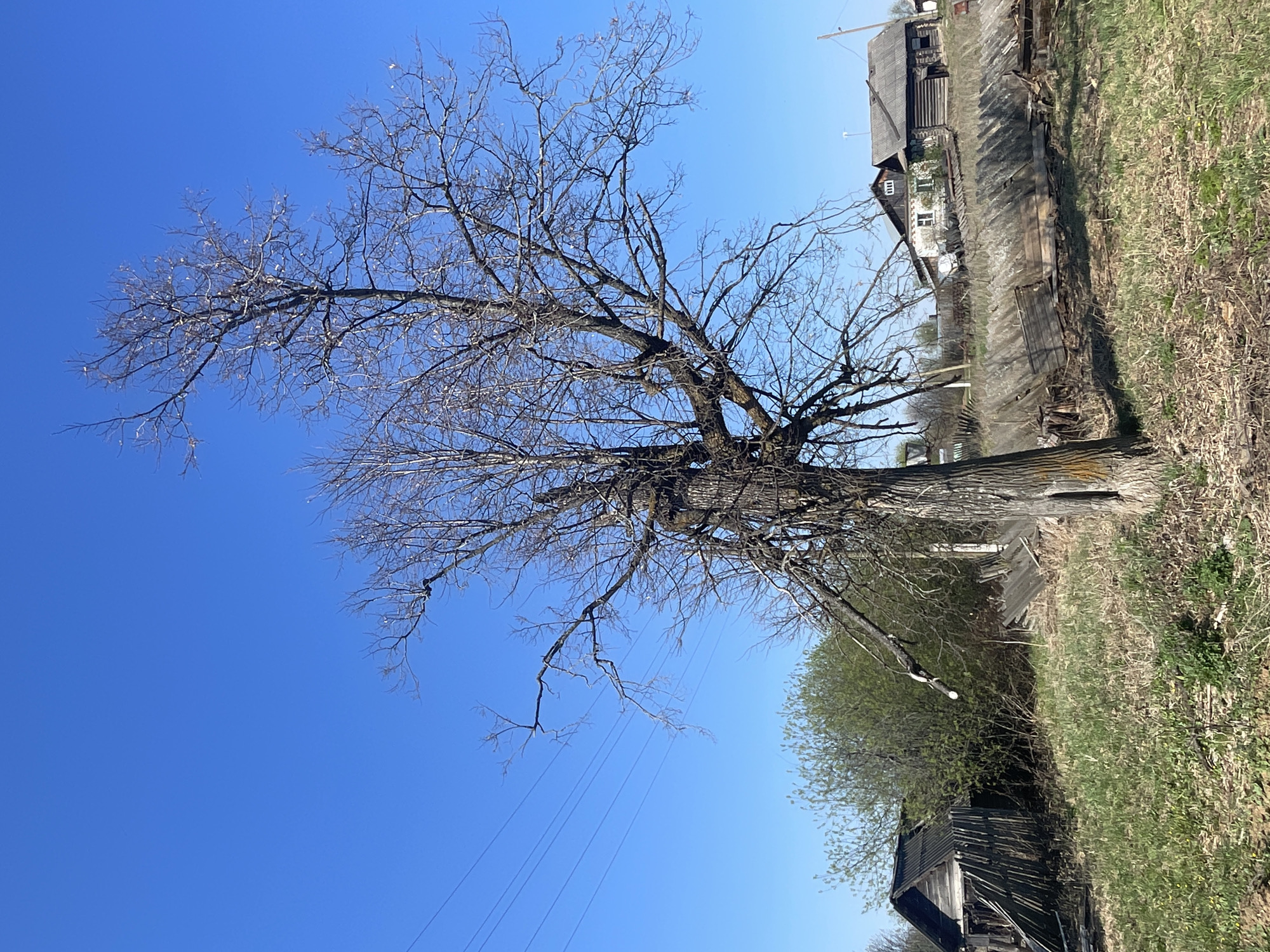 The image depicts a rural scene in Поедуги, Russia. A large, bare tree dominates the foreground, its branches reaching towards a clear, bright blue sky. Power lines are visible extending from the tree. In the background, there are several wooden structures, including houses and dilapidated sheds, suggesting a rustic or aging settlement. Vegetation consisting of grass and small bushes is visible surrounding the buildings.