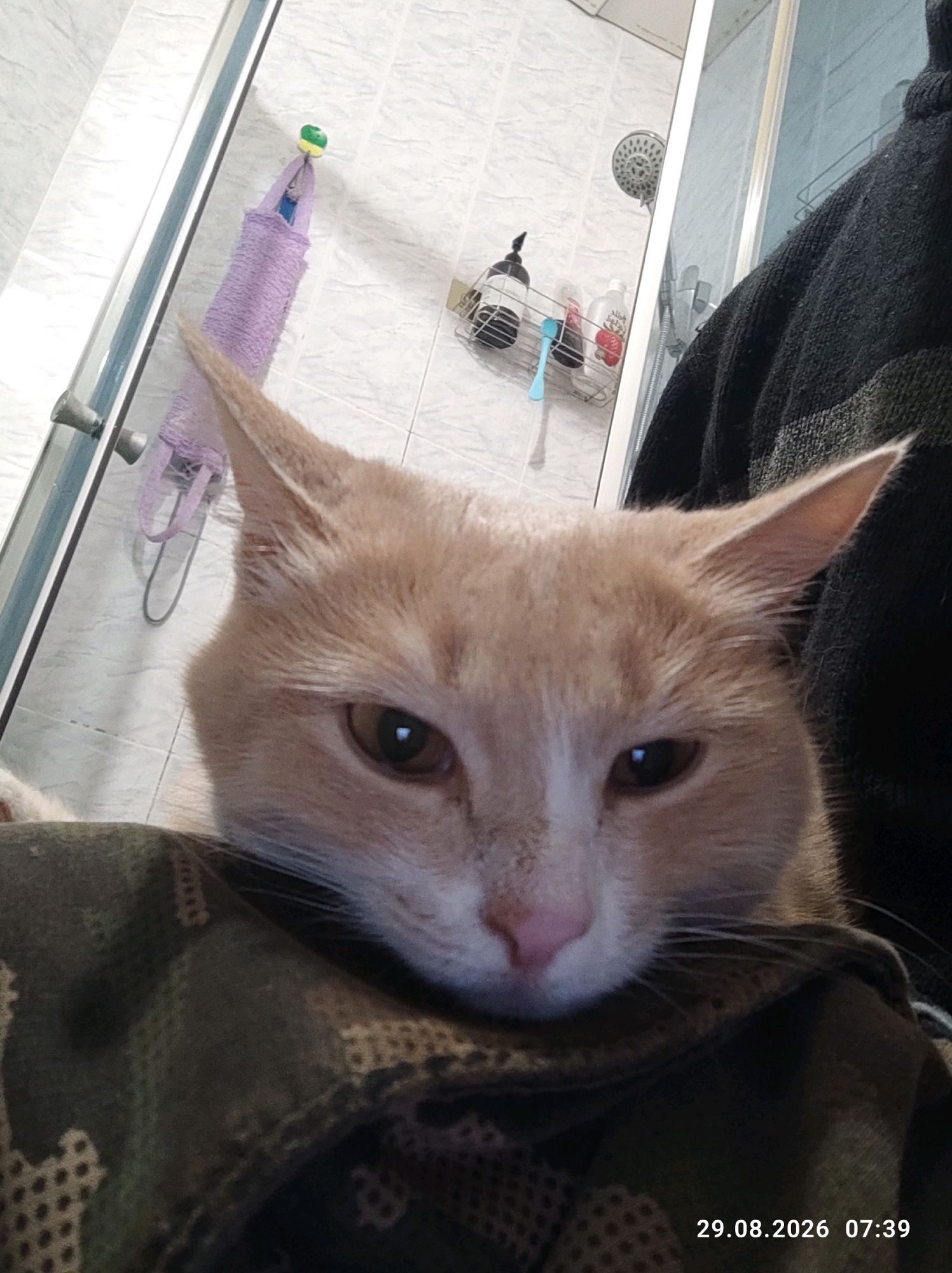 A medium shot, eye-level, close-up of a light orange tabby cat with white markings on its face and chest. The cat is looking directly at the camera with a neutral expression. Its head is resting on a piece of camouflage fabric. In the background, a shower stall with white tiled walls is visible. A purple towel is hanging on the shower door. Various bottles and a toothbrush holder are on a shelf inside the shower. The image is dated "29.08.2026 07:39". There is no information to determine the location in Kostroma, Russia.