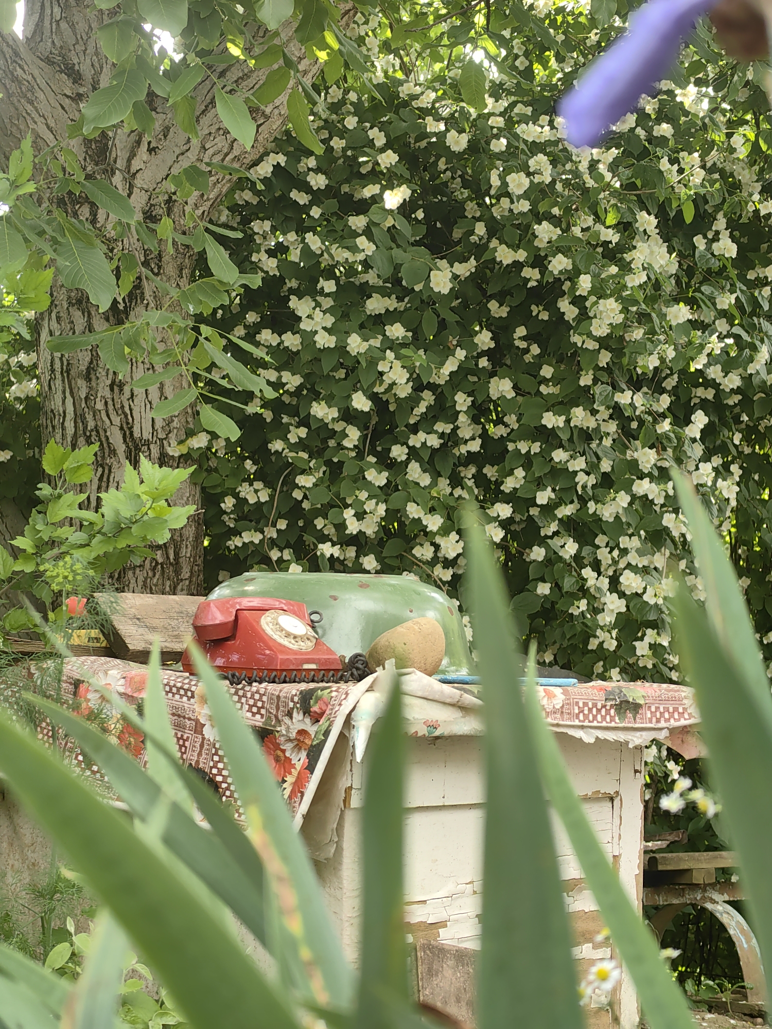 In a garden setting in the Ароматновское сельское поселение, Ukraine, a vintage red rotary telephone rests on a table covered with a floral-patterned cloth. Behind the table, a lush green bush laden with small white flowers forms a dense backdrop. To the left, the textured bark of a large tree is visible, with green leaves and dappled sunlight filtering through. The foreground is partially obscured by blurred green plant leaves, creating a sense of depth. The table itself appears weathered, with peeling white paint on its wooden structure. A large, light green basin or bowl is partially visible behind the telephone, and next to it sits a light brown, oval-shaped object, possibly a gourd. The overall scene evokes a rustic and slightly nostalgic atmosphere.
