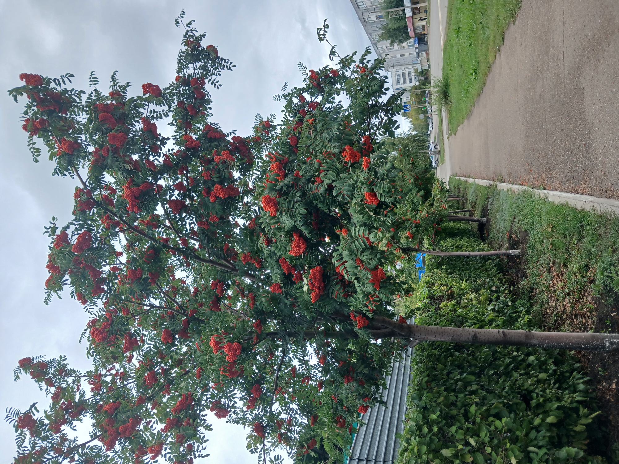 The image depicts a street scene in Shchuchinsk, Kazakhstan, on an overcast day. In the foreground, a paved sidewalk runs alongside a neatly trimmed green hedge and several young trees laden with clusters of red berries. The trees appear to be rowan trees. Beyond the hedge, a grey corrugated metal fence is visible. Across the street, several multi-story residential buildings are situated, along with some smaller commercial structures. Traffic signals and road signs are present, indicating a moderately trafficked urban area. A few vehicles are visible on the road, and a person can be seen walking on the sidewalk near the buildings. The ground is covered with grass and some fallen leaves. The overall impression is of a residential street with urban amenities.