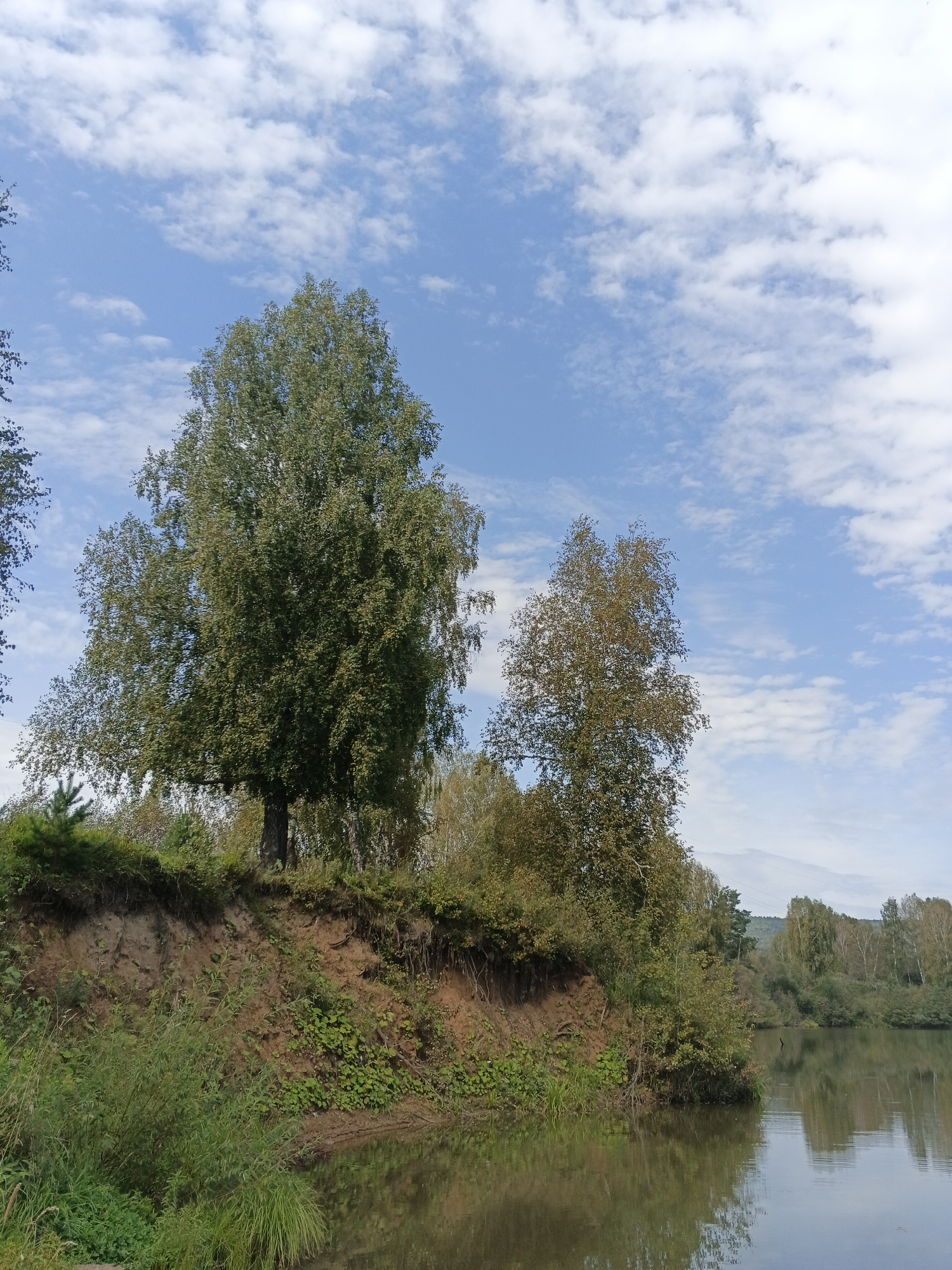 The image depicts a serene natural landscape at the city of Urtiushka, Russia. A calm body of water, likely a river, occupies the lower right portion of the frame, reflecting the surrounding trees and the sky. The water's surface is disturbed by gentle ripples. On the left bank of the water, a steep, eroded embankment rises, covered with lush green vegetation and topped by several trees.
Dominating the left side of the embankment is a large, full-foliaged tree, likely a birch, with its branches spread wide. To its right, a slightly smaller tree with sparser foliage, possibly also a birch, stands. The background is a mix of dense greenery and more distant trees that form a natural treeline. The sky above is a vibrant blue, interspersed with scattered white, fluffy clouds that suggest a pleasant day. There are no people or animals visible in the scene. The overall impression is one of tranquility and natural beauty.