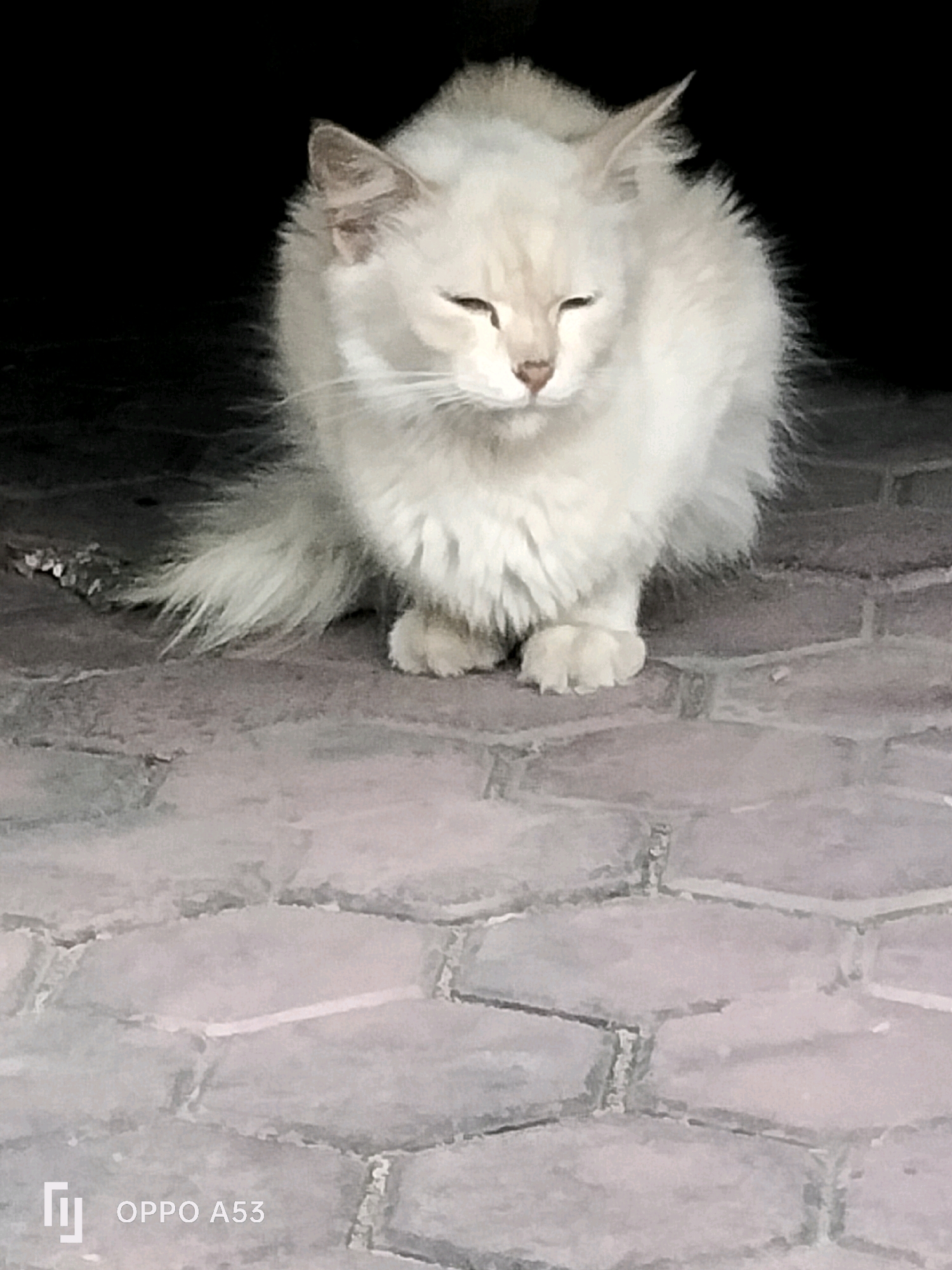 A fluffy, white cat is sitting on a paved ground in what appears to be an outdoor setting. The cat is facing forward with its eyes partially closed, suggesting it might be sleepy or conserving energy. Its fur is voluminous, giving it a soft and round appearance. The ground is made of hexagonal pavers, with a dark background behind the cat. The image includes a watermark "OPPO A53" in the bottom left corner, indicating the device used for capture. The overall scene is calm and still, focusing solely on the feline subject.