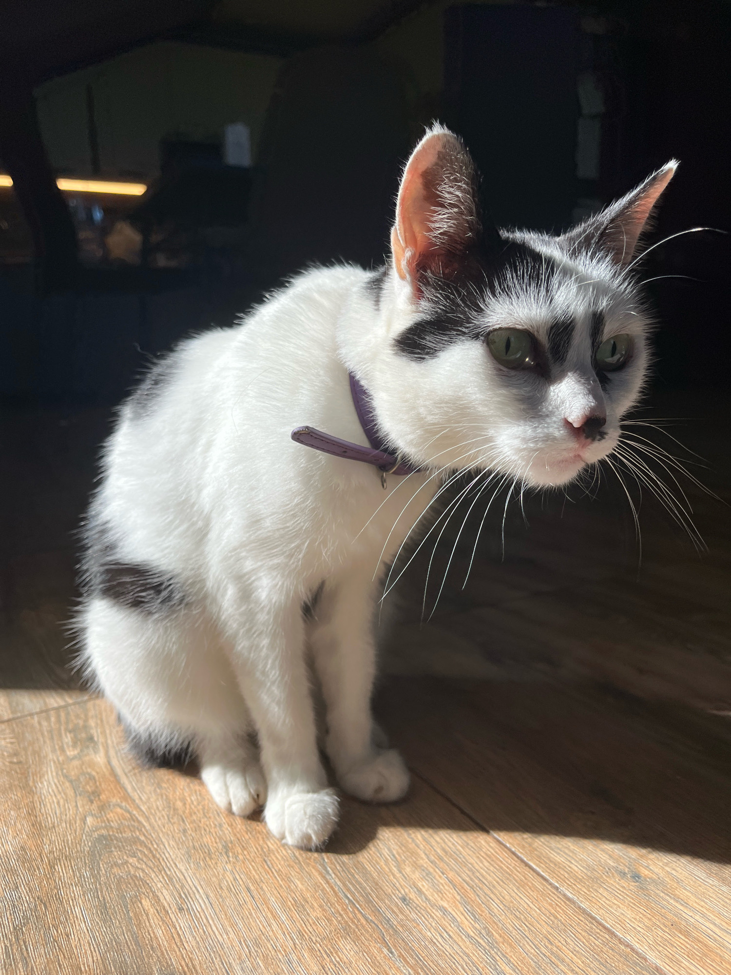 A black and white cat with green eyes sits on a wooden floor, illuminated by sunlight. The cat is wearing a purple collar. The background is dark and out of focus, with hints of furniture. The location is Ureki, Georgia.