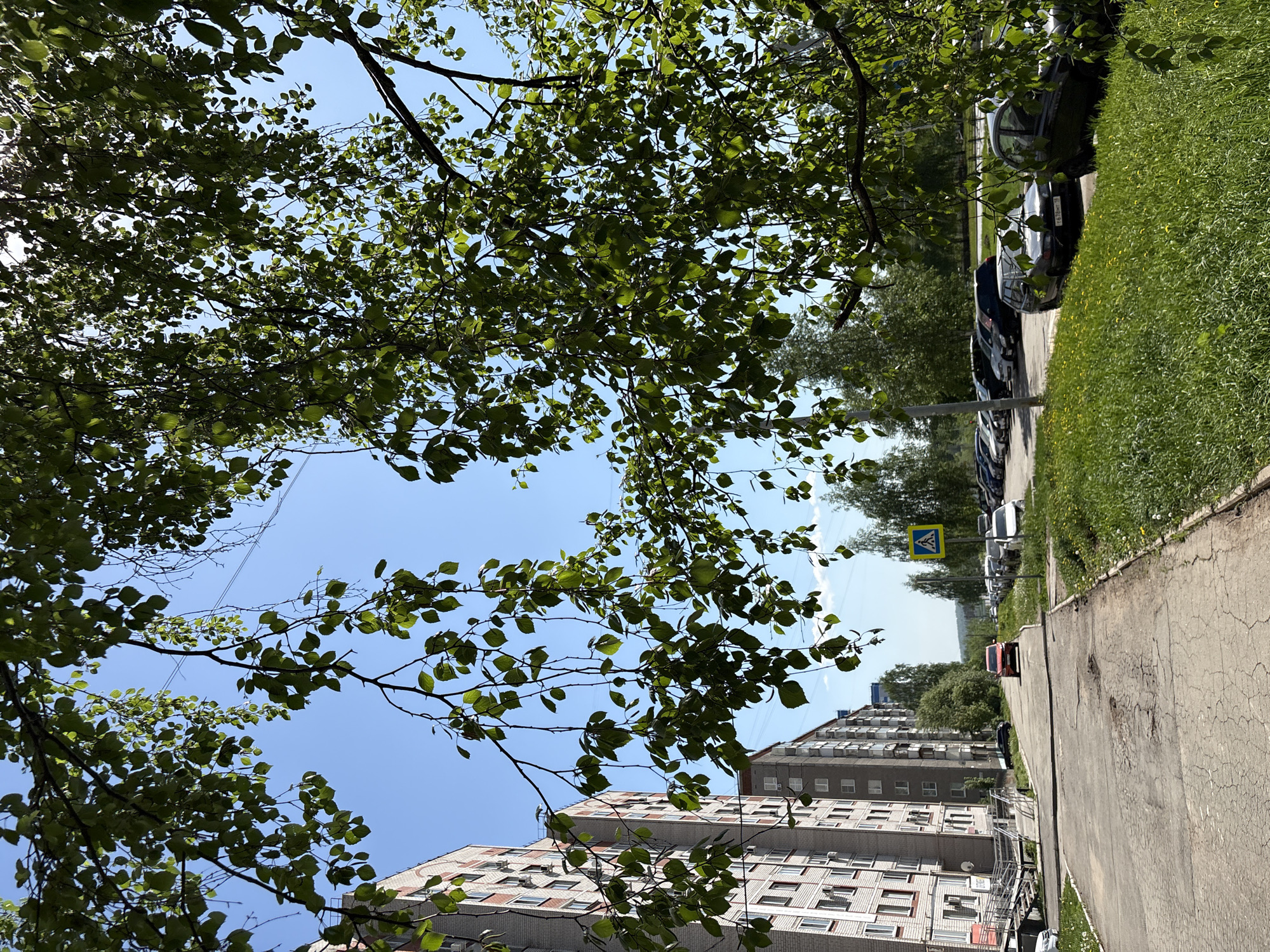 The image shows an urban street scene in Izhevsk, Russia. The perspective is from a low angle, looking up and slightly along the street. A large tree with green leaves dominates the upper left portion of the image, partially obscuring the blue sky. The right side of the image depicts a sidewalk with cracks and a grassy area. A row of parked cars lines the street adjacent to the sidewalk. Further down the street, a pedestrian crossing sign is visible. In the background, multi-story residential buildings are seen. The sky is clear with no visible clouds beyond the canopy of trees.