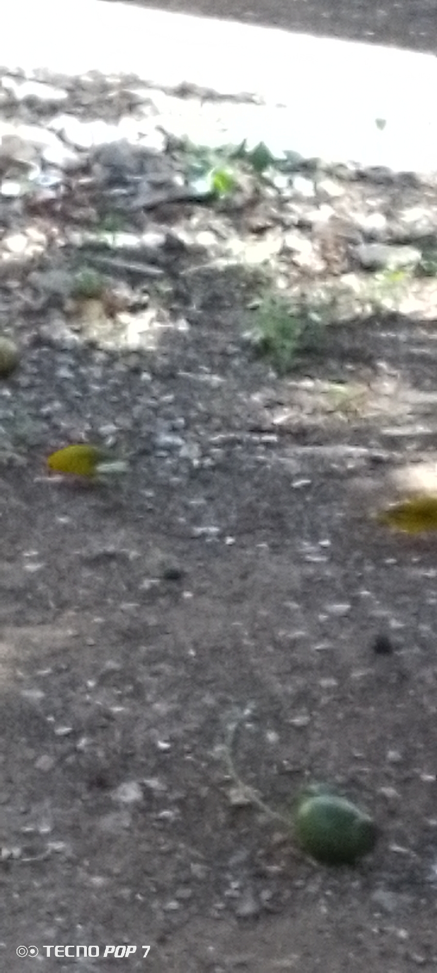 The image depicts a ground-level view of a dirt path with scattered leaves and small stones. The scene is outdoors, likely in a natural setting, possibly a park or garden, given the vegetation visible in the background. The lighting suggests it could be daytime, with the sun casting shadows and highlighting certain areas.
The primary subjects are two small yellow birds on the path. One bird is more clearly visible, positioned to the left of the frame. The other bird is further to the right and partially obscured. There is also a small, dark green, oval-shaped object on the ground, possibly a fruit or a seed pod, with a thin vine extending from it.
The activity taking place is implied to be foraging or resting by the birds on the ground. The overall mood is natural and serene. The image is slightly blurred, which can make it difficult to discern fine details, but the presence of the birds and the natural elements creates a sense of everyday life in an outdoor environment.
In the bottom left corner of the image, there is visible text that reads "© TECNO POP 7". This indicates that the photo was taken with a Tecno Pop 7 mobile device. There are no other discernible text elements or signage in the image. The location context of Altagracia, Venezuela, suggests this is a snapshot of a scene from that region.