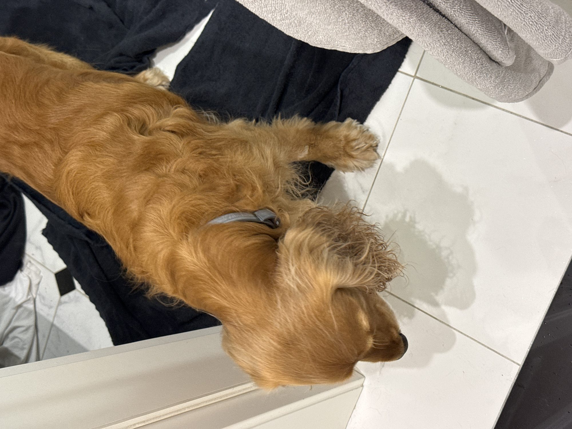 A medium shot shows a golden-brown dog standing over a black towel on a white tiled floor. The dog is looking down at the floor, and its ears are hanging down its sides. The dog is wearing a light blue collar. To the left of the dog is a white door frame. To the right of the dog is a gray towel. The scene appears to be indoors, possibly in a bathroom or laundry room. There are no people visible in the image.