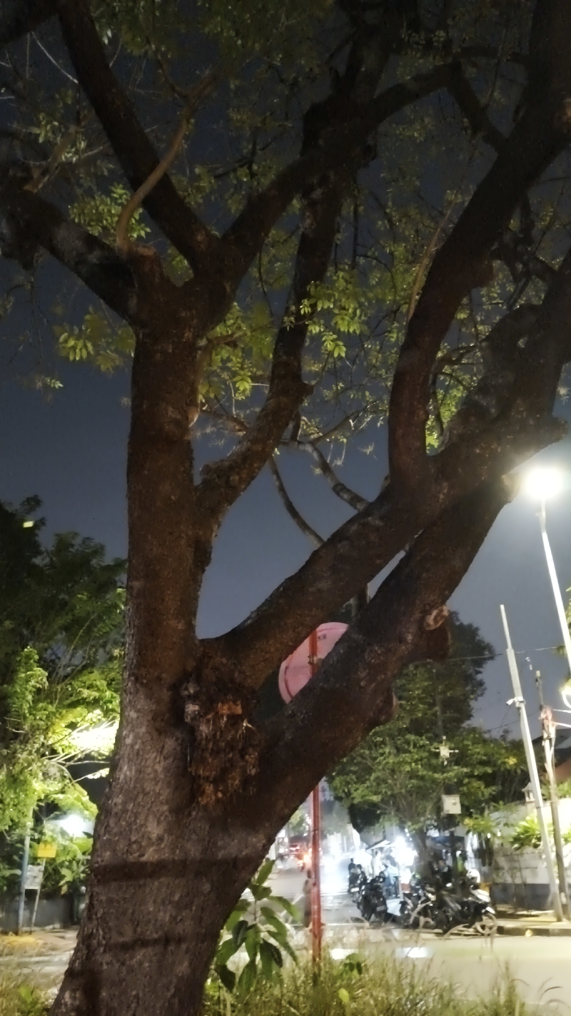 In South Jakarta, Indonesia, the image captures a tree with a thick, textured trunk and spreading branches against a twilight sky. Scattered leaves are visible on the branches, some illuminated by artificial light. In the background, a street scene unfolds with parked motorcycles, the glow of streetlights, and distant building structures. A single streetlamp is prominently featured on the right side of the frame. The overall atmosphere is one of an urban evening, with the natural element of the tree juxtaposed against the man-made environment.