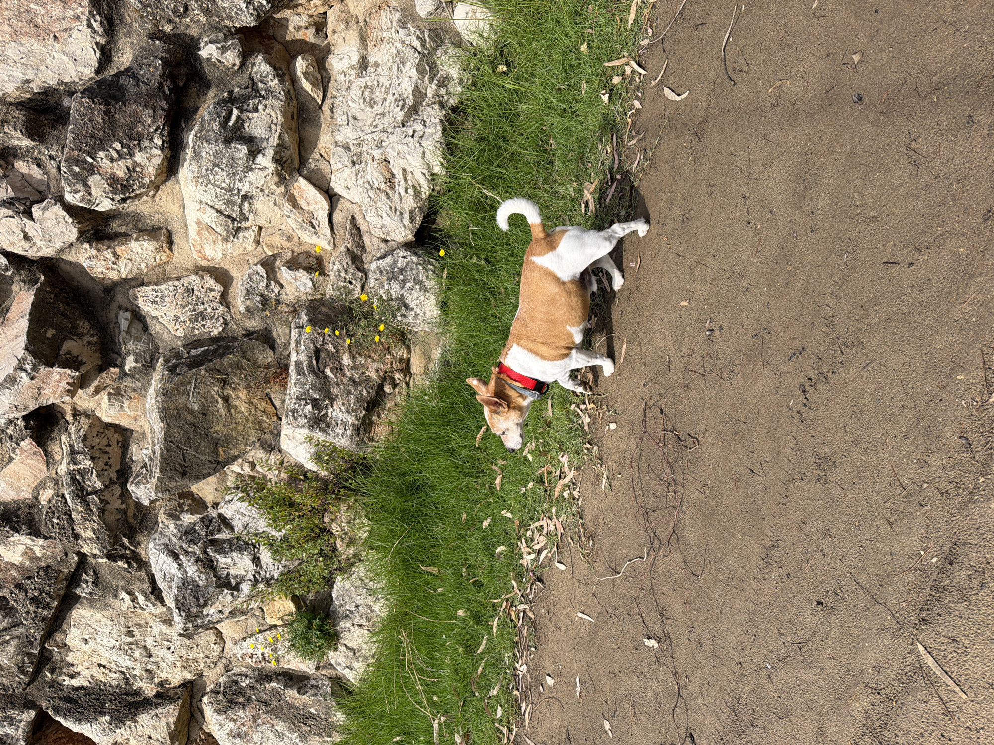 The image depicts a small, short-legged dog, predominantly white with light brown patches on its back and head, walking leftward on a dirt path. The dog is wearing a red collar and is in motion, with its right front paw lifted. The path is strewn with dry leaves and thin twigs. To the left of the path is a strip of vibrant green grass, backed by a rustic stone wall. The wall is constructed from various sizes and shapes of light-colored, rough-hewn stones, some exhibiting darker stains or weathering. Small clusters of green plants with yellow blossoms are visible in the grass and growing from crevices in the wall. The scene is illuminated by bright sunlight, casting shadows. The location is in the city of Mont-roig del Camp, Spain. No human subjects are present.