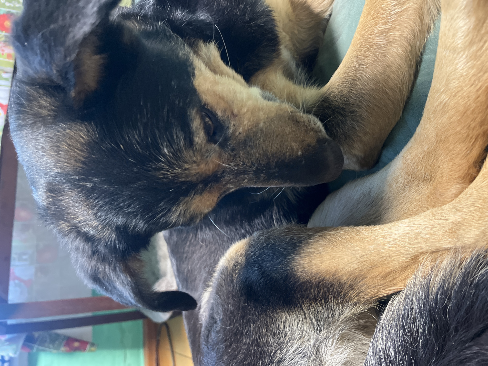 A close-up image shows a dog curled up. The dog has a black and tan coat. Its legs are tucked close to its body, and its head is resting near its paws. The dog appears to be resting comfortably.