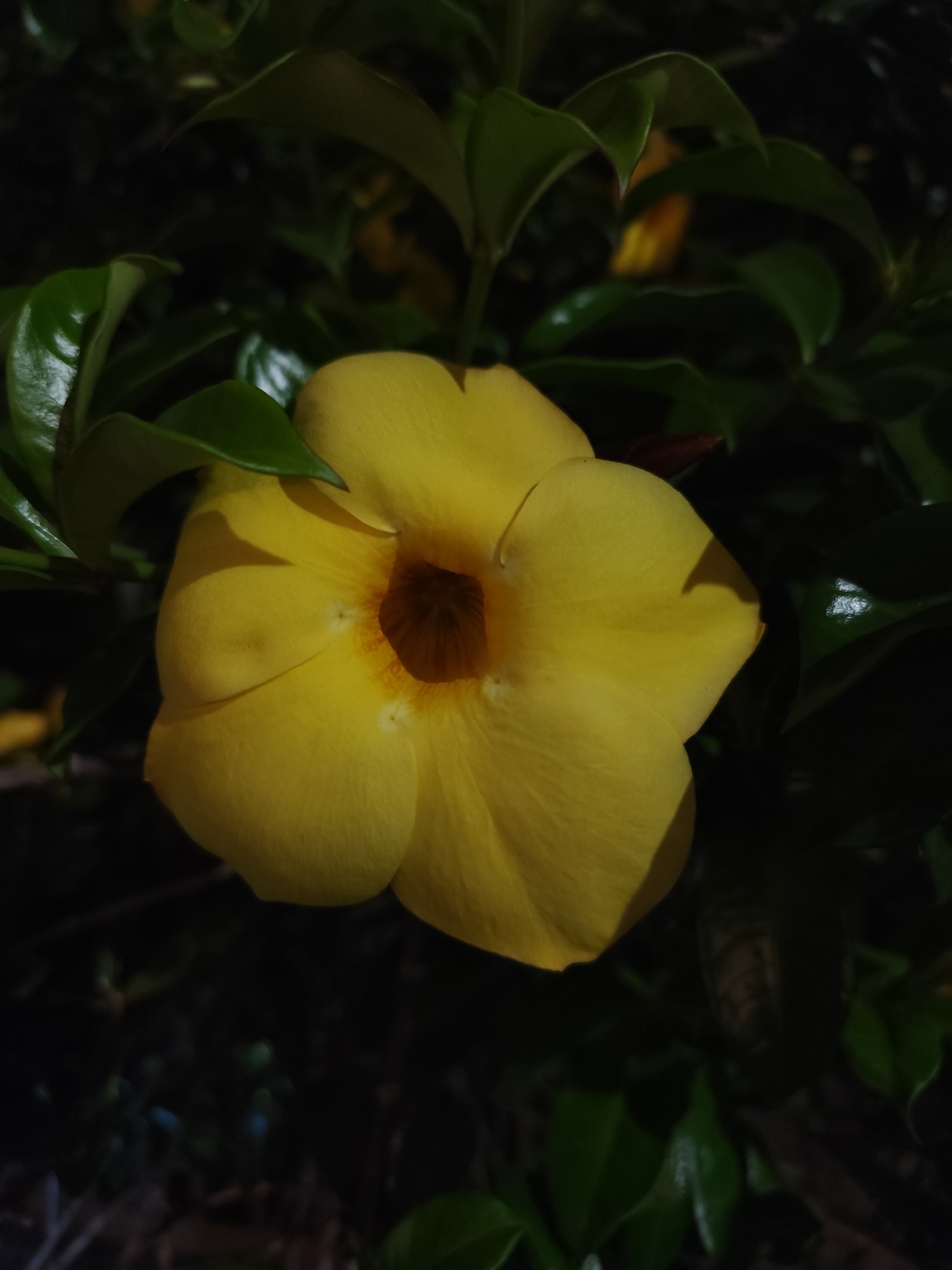 A close-up shot of a yellow flower with a brown center, surrounded by green leaves. The scene appears to be dimly lit, with strong shadows. The location, Da Lat, Vietnam, is inferred from the plant species, which is often found in that region. No people are visible in the image.