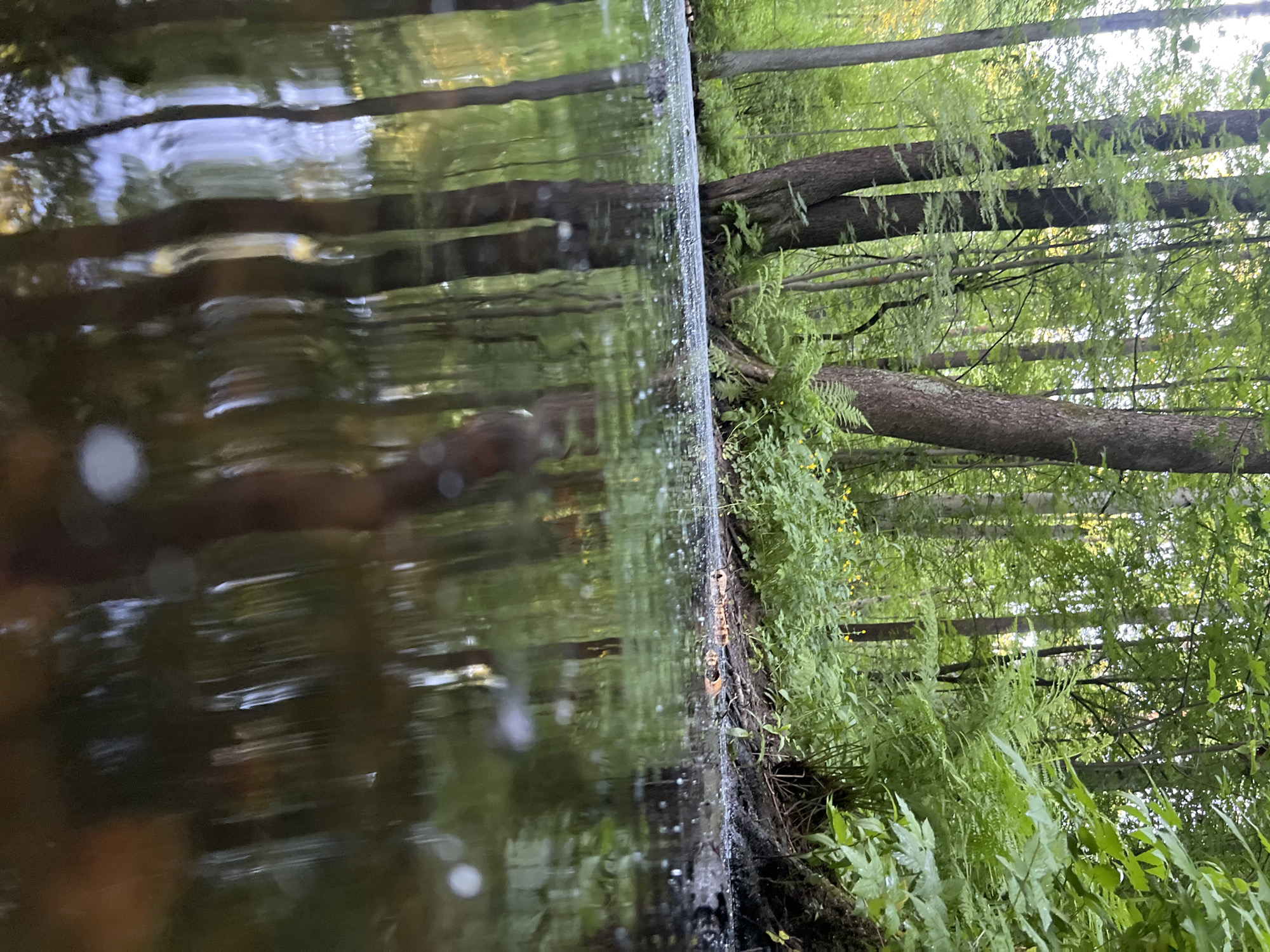 The image displays a dense forest setting located within the city of Saint Petersburg, Russia. The foreground is occupied by a dark, placid body of water, exhibiting reflections of the surrounding trees and sky. Several indistinct, white, circular light reflections or debris elements are present on the water's surface. The immediate bank of the water body consists of dark earth and is densely vegetated with various green plants, predominantly ferns, and interspersed with small yellow flowering plants. In the midground and background, numerous mature trees with textured, dark bark and lush green foliage stand closely together, forming a thick canopy. Diffused sunlight penetrates the foliage from the upper left, casting a soft illumination on the scene. No individuals, structures, or manufactured objects are discernible.