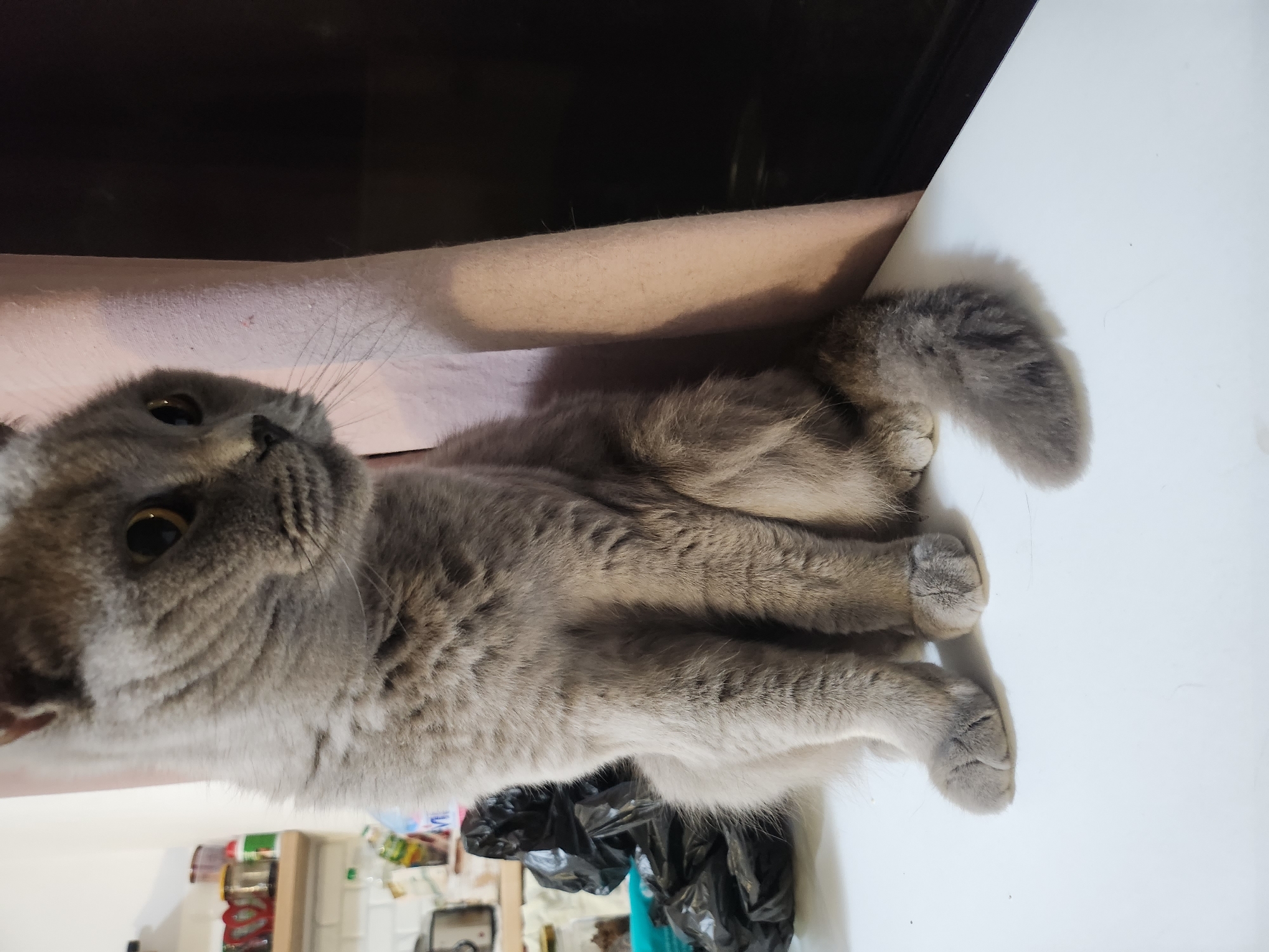 A medium shot captures a fluffy gray cat sitting on a white surface, with its body angled to the right. The cat's head is turned, and it looks towards the right side of the frame with its bright yellow eyes. Its ears are slightly perked, and whiskers are visible against its gray fur. The cat's paws are visible, with the front paws resting on the surface. To the left of the cat, two black garbage bags are partially visible. In the background, a person's arm, covered in a light-colored sleeve, is leaning against the cat, and a dark, blurred background is on the far right. The scene is indoors, with shelves and items visible in the upper left corner, suggesting a domestic setting. There is no indication of the city of Tsarevo, Bulgaria, in the image.