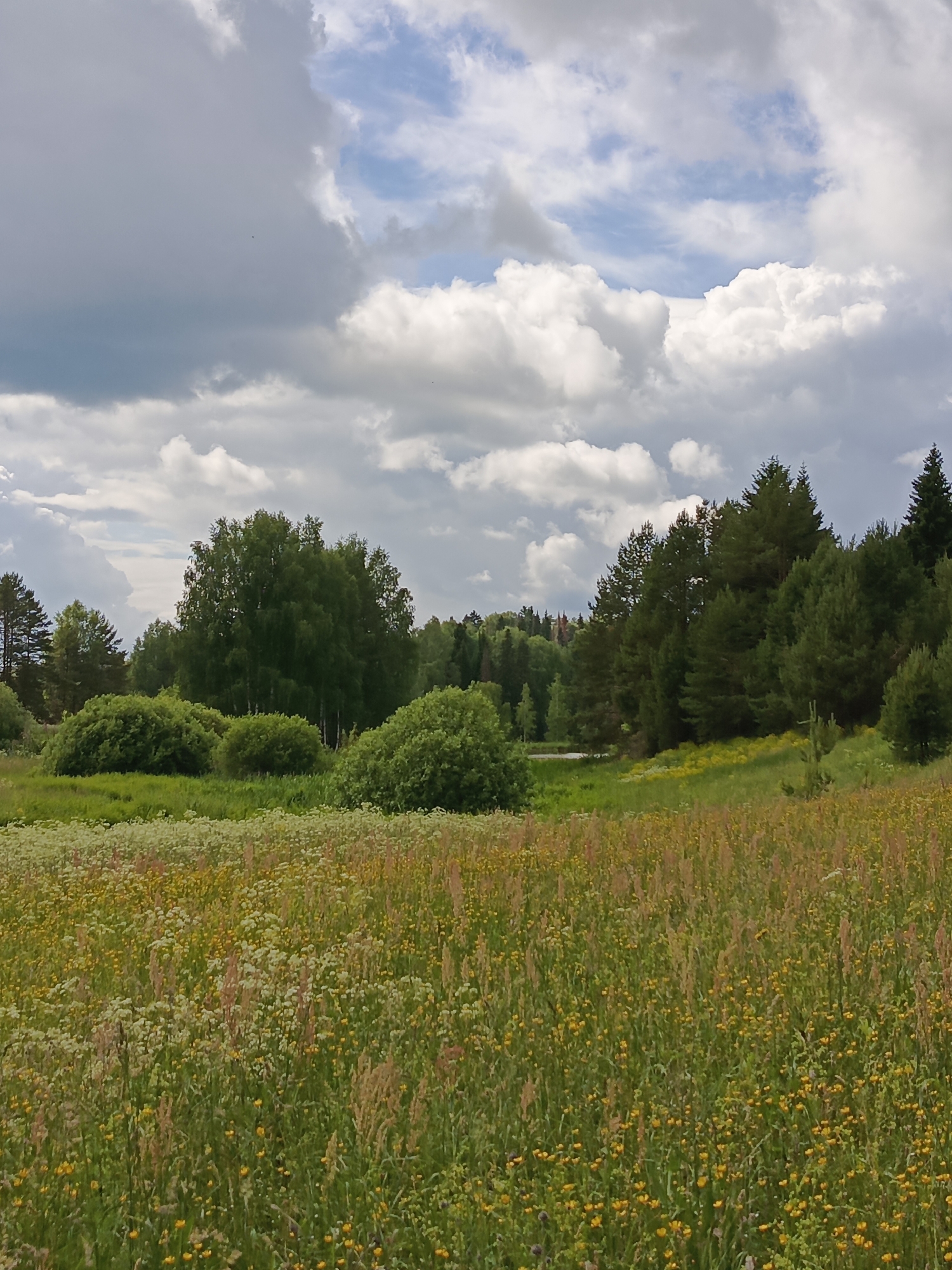 An overcast sky with dramatic cloud formations looms over a verdant meadow in Chumna, Russia. The foreground is a dense tapestry of wildflowers, primarily yellow buttercups and white Queen Anne's lace, interspersed with tall, rust-colored grasses. Beyond the meadow, several rounded green bushes stand in a line, followed by a grove of deciduous trees, the most prominent being a large, full birch tree. Further back, a dense line of evergreen trees, likely pines and firs, forms a natural border along a gentle slope. The ground beyond the evergreens appears to undulate, with hints of more distant trees and possibly structures visible in the far background. The scene is one of natural, untamed beauty on a cloudy day.