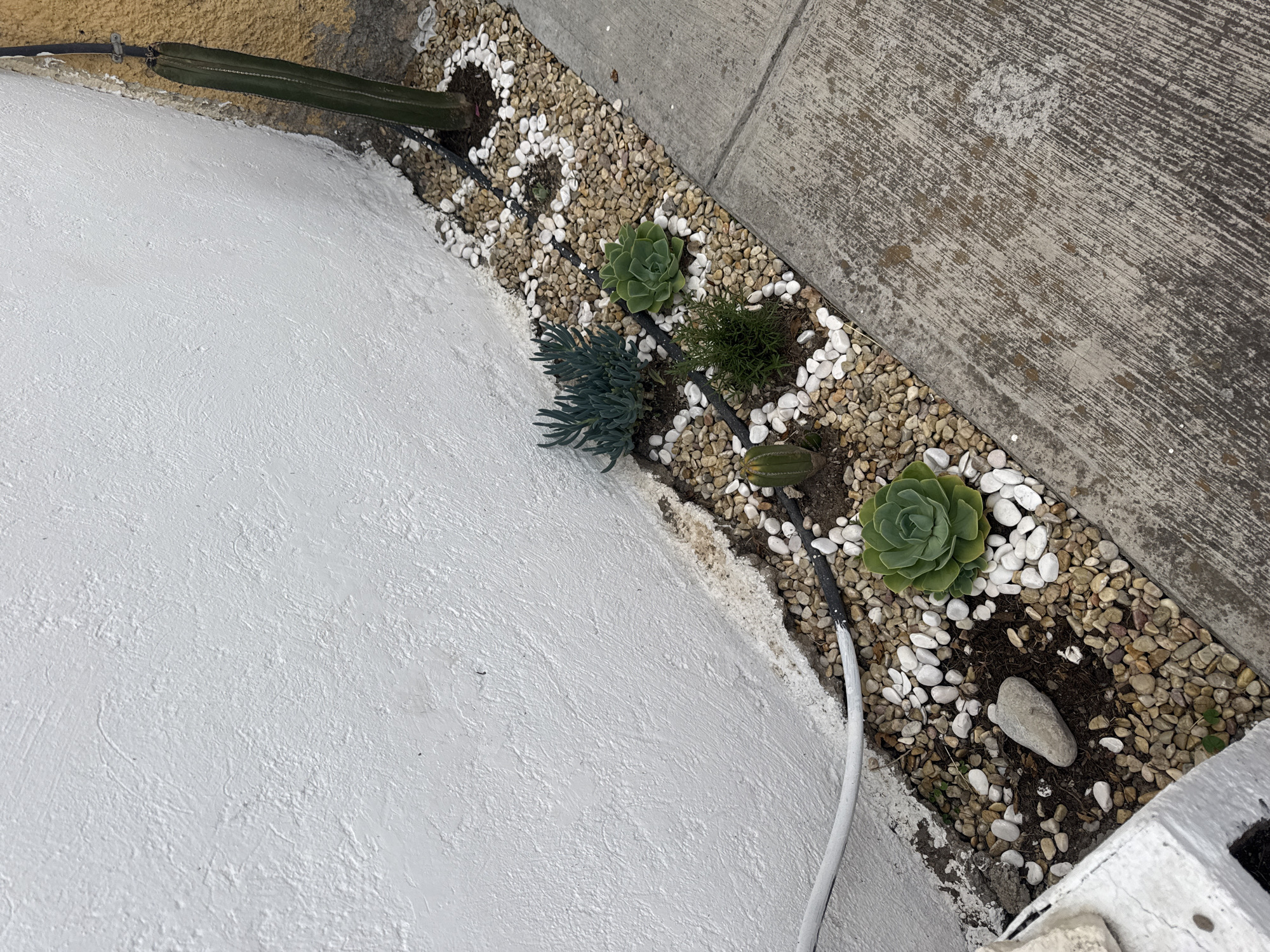 This overhead, close-up image captures a small, well-maintained garden bed bordering two distinct concrete surfaces in Puebla, Mexico. The scene is dominated by a narrow strip of garden filled with various succulent plants and decorative pebbles.
To the left and bottom, a white, textured concrete wall or structure forms a rounded boundary. To the right and top, a grey, textured concrete surface, possibly a walkway or patio, serves as the other border. The garden bed itself contains a mix of light brown/beige and white pebbles, with the white pebbles often clustered around the base of the plants, providing visual contrast.
Several plants are visible within the garden:
- Two prominent rosetted succulents, possibly Echeveria, are seen, one towards the center and another larger one closer to the bottom right.
- A blue-green, finger-like succulent (possibly Senecio mandraliscae) is located towards the bottom left of the garden bed.
- A small, bushy green plant is situated near the center-right.
- Two sections of a columnar cactus are visible, one at the top left edge and another smaller piece towards the bottom right.
- A black irrigation tube snakes through the length of the garden bed, providing water to the plants. A white cable or hose is also visible, running along the edge of the white concrete and partially entering the garden bed.
The lighting suggests it is daytime, with bright, even illumination and no harsh shadows, indicating either an overcast sky or mid-day sun. The overall impression is one of a neatly arranged, drought-tolerant planting typical of warmer climates. No people or visible text are present in the image.