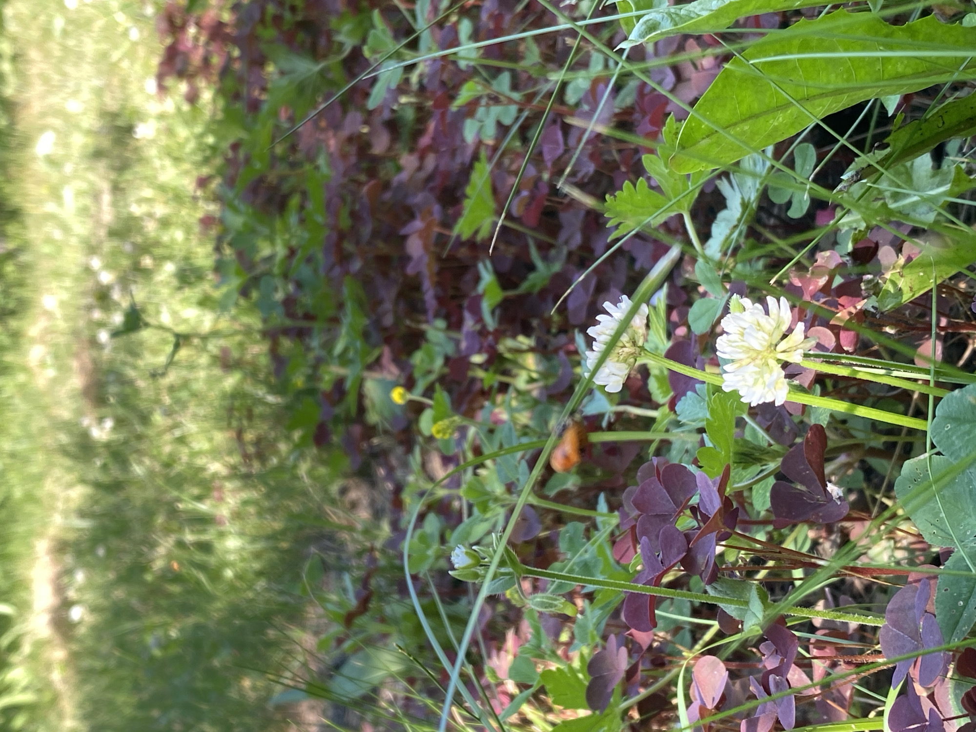 The image depicts a close-up view of a patch of ground covered in lush vegetation, including clover with dark reddish-purple leaves and bright green grass. Several white clover flowers are visible, some in bloom and others as buds. Interspersed among the clover are blades of grass and other green leaves. In the background, a blur of green grass and sunlight suggests an outdoor setting. The scene is natural and appears to be in a park or a wild area, with no indications of urban structures or human presence. There is no information in the image to suggest the location is in Anos, Russia.