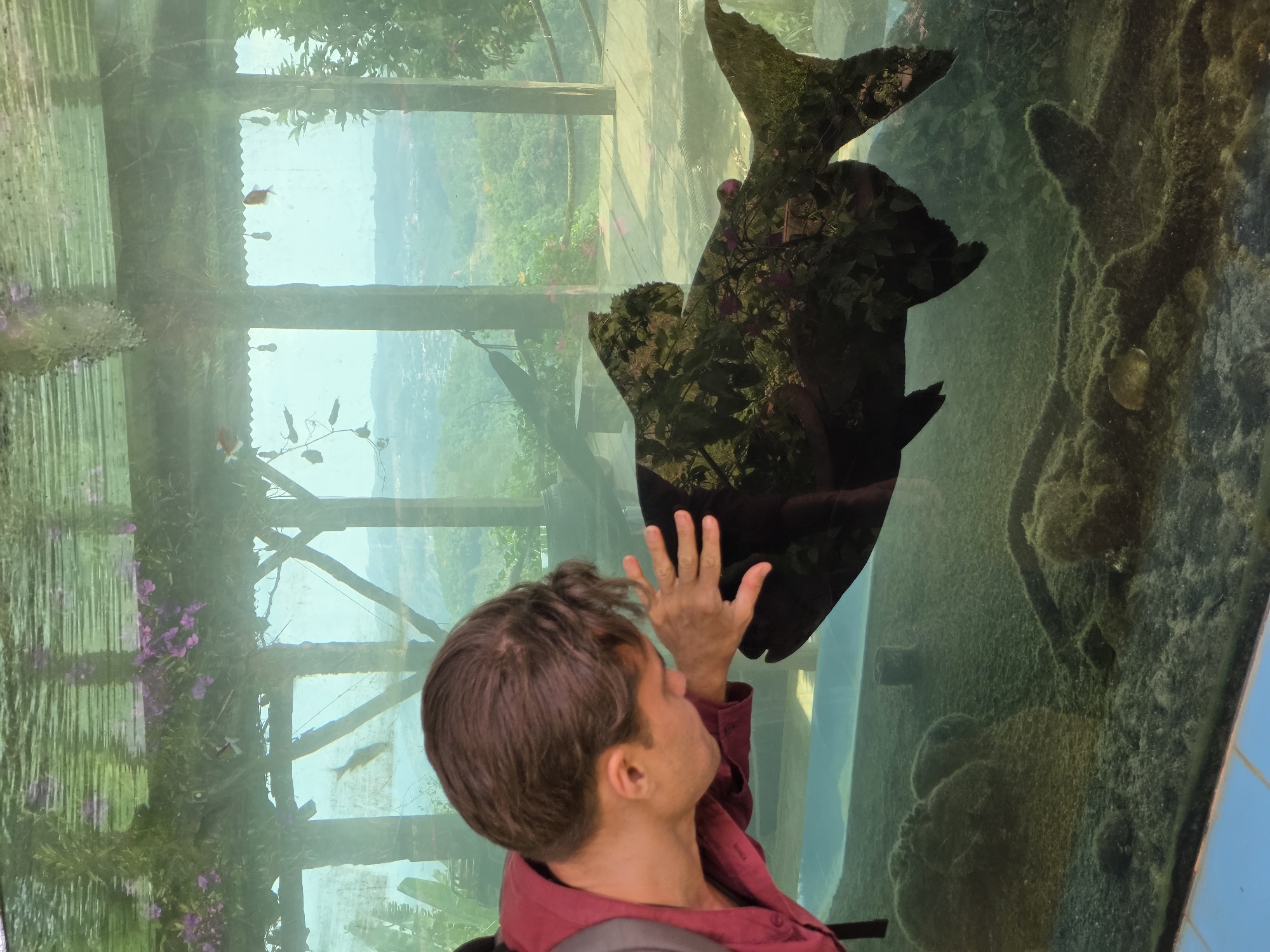 A person in a maroon shirt is looking at a large fish in an aquarium. The aquarium has other, smaller fish and greenery inside. Outside of the aquarium, a view of Sơn Điền, Vietnam is visible.
