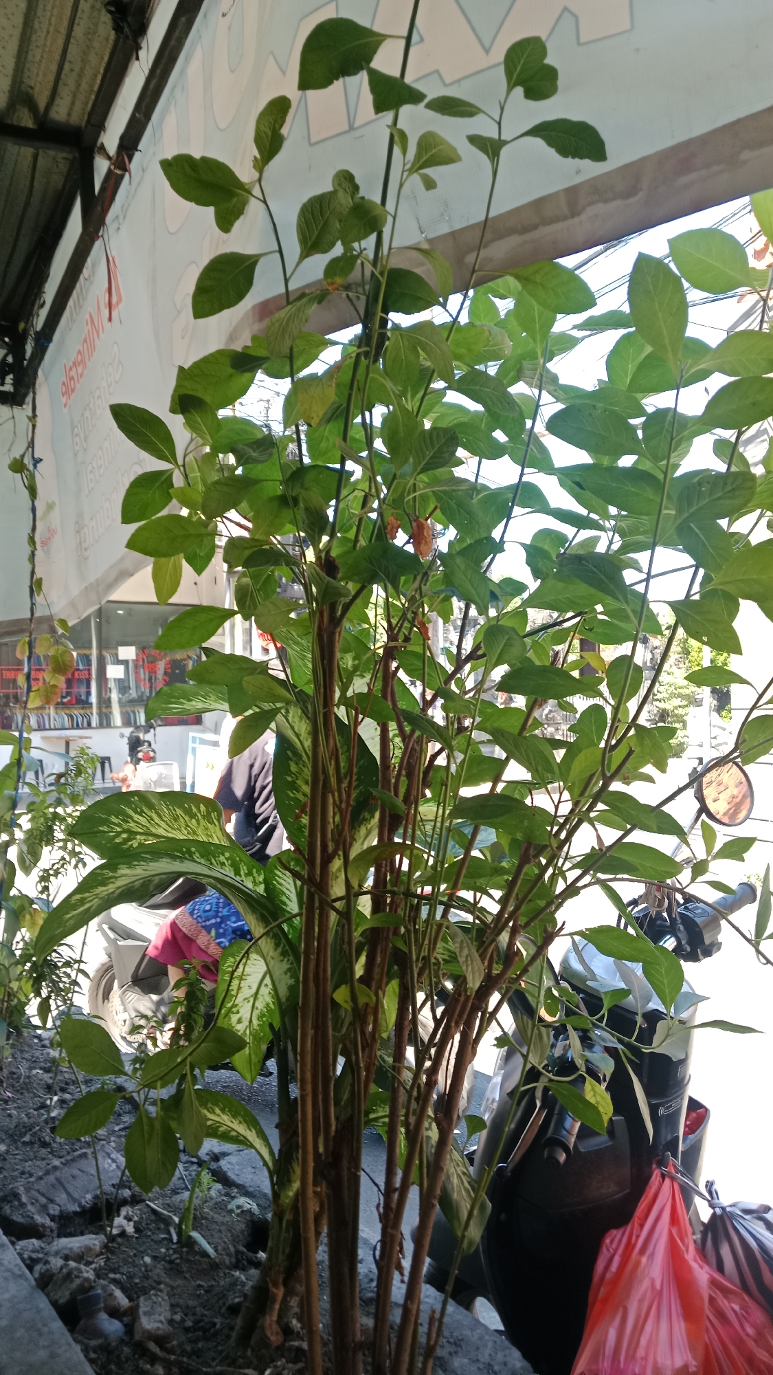 A medium-shot, eye-level outdoor photograph captures a cluster of tall, slender plants with green leaves and brown stalks in the foreground. The plants are positioned near a building with a corrugated metal roof. In the background, a motorcycle is parked, and the blurred image of a person wearing a dark shirt and bright pink or red pants is visible, suggesting the location is a street or storefront. The environment appears to be urban, with a sidewalk, some debris on the ground, and a sign with text in the background. Sunlight suggests it is daytime. The scene is likely in Kuta, Indonesia, based on the provided context.