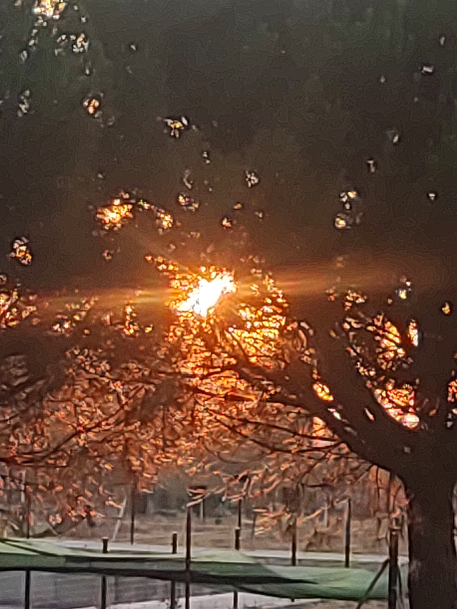 The image depicts a tree with its branches silhouetted against a bright, glowing sun. The sunlight filters through the leaves, creating a warm, orange hue and lens flare effect. The background shows more trees with similar warm lighting, and hints of structures that suggest an outdoor area, possibly a park or recreational space. The overall impression is that of a sunset or sunrise filtering through foliage in an outdoor setting.