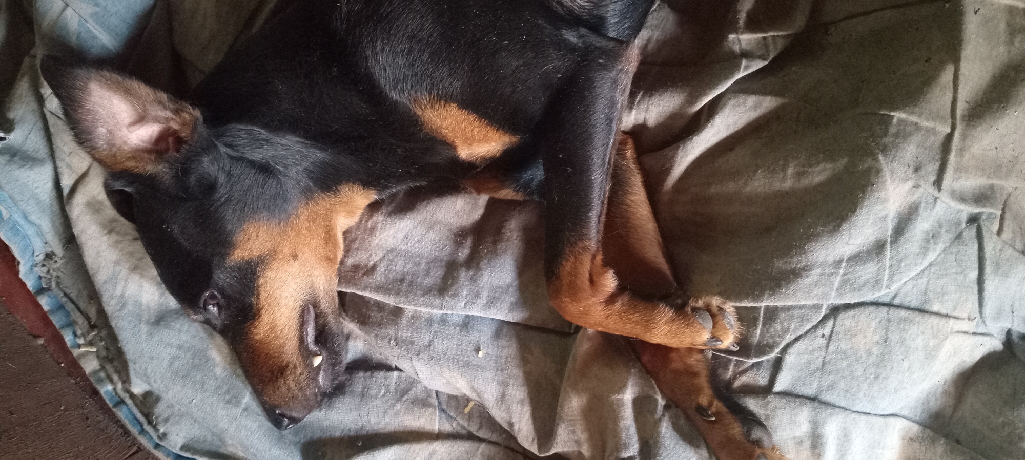 A close-up shot shows a black and tan dog lying on its side on a crumpled, light blue and gray fabric. The dog's head is on the left side of the frame, with its mouth slightly open, revealing its teeth and tongue. Its right ear is pointed upwards, and its left ear is folded back. The dog's front legs are bent and crossed in front of its body. The fabric is wrinkled and has a worn appearance, with some areas appearing darker due to shadows. In the upper left corner, a sliver of a dark wooden surface is visible. The lighting is dim, creating soft shadows throughout the scene.