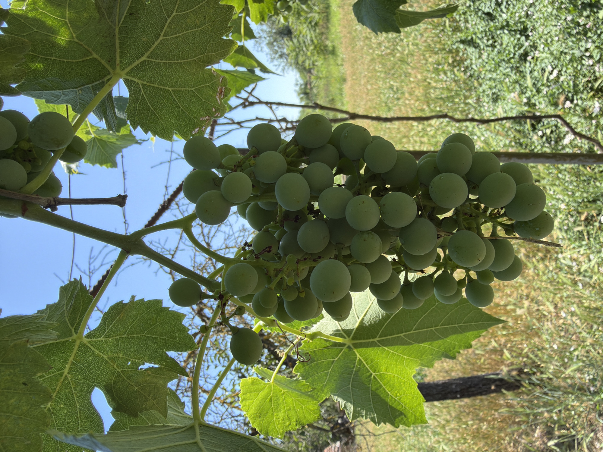 A close-up, vertical shot shows a cluster of unripe green grapes hanging from a vine, bathed in bright sunlight against a clear blue sky. The grapes are small and round, with a matte surface. Large, green grape leaves frame the cluster, their veins clearly visible. In the background, a sun-drenched field of dry, yellowed grass and green vegetation stretches out, with a few sparse trees visible in the distance. The scene appears to be outdoors, possibly in a vineyard or a garden, with evidence of wooden stakes supporting the vine. The location is identified as Dolni Lukovit, Bulgaria. There are no people or animals visible in the image.